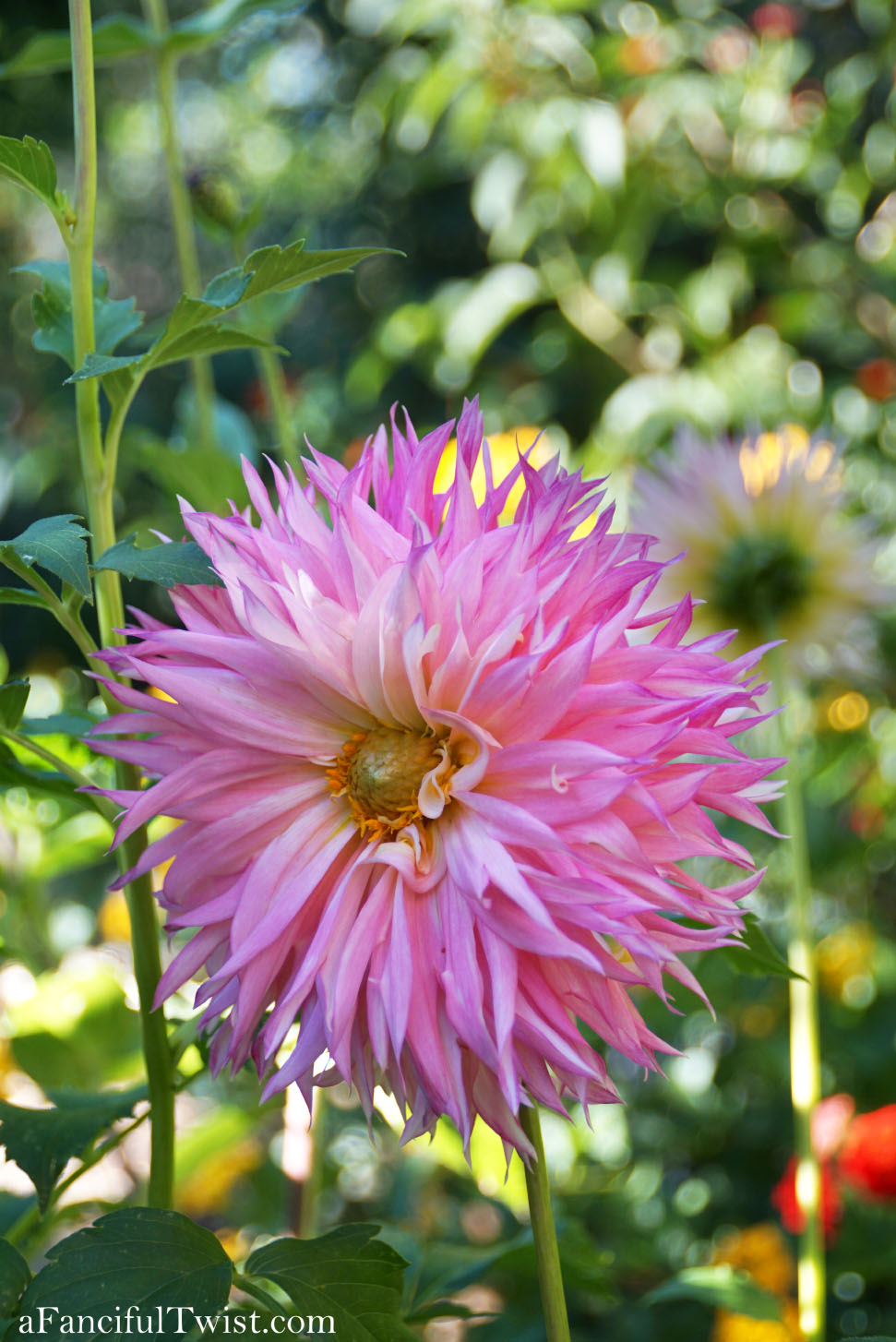 In the autumn October garden 15 In the autumn October garden 15