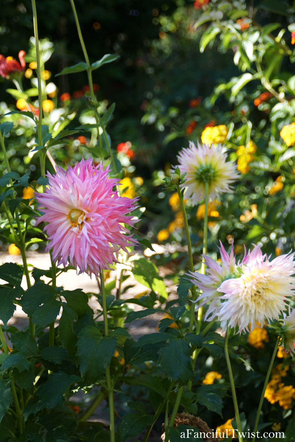 In the autumn October garden 16 In the autumn October garden 16