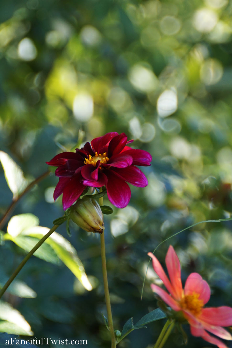In the autumn October garden 6 In the autumn October garden 6