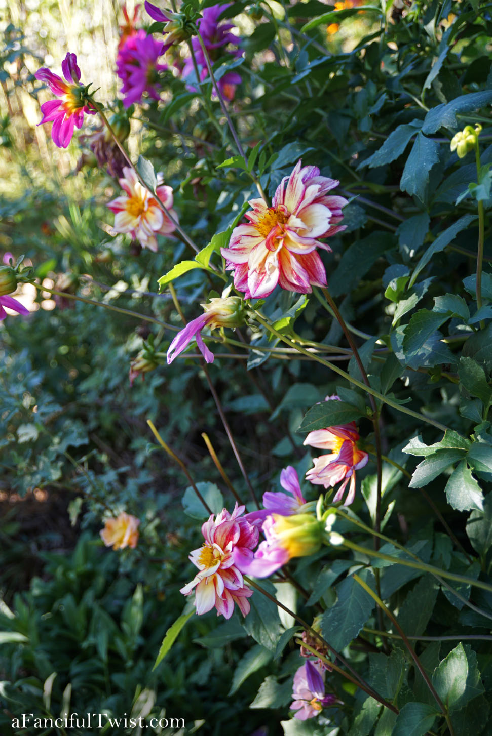 In the autumn October garden 5 In the autumn October garden 5