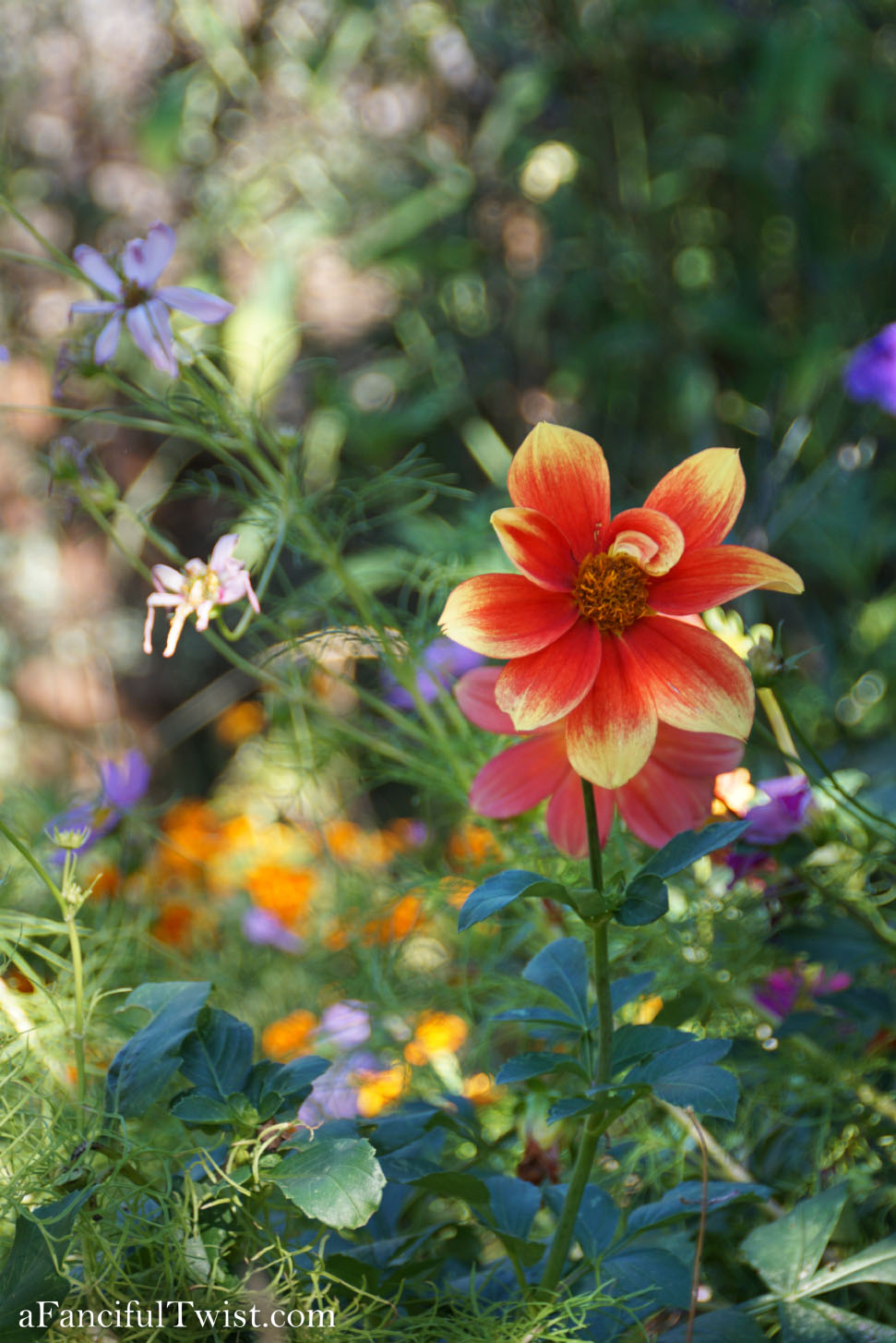 In the autumn October garden 12 In the autumn October garden 12