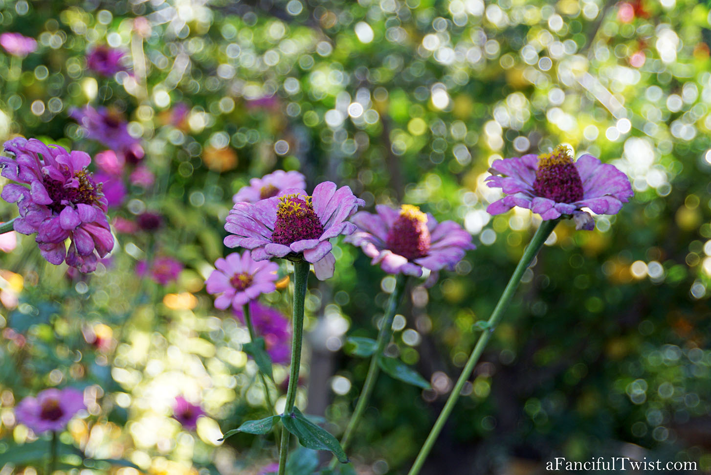 November secret garden magic 10 November secret garden magic 10