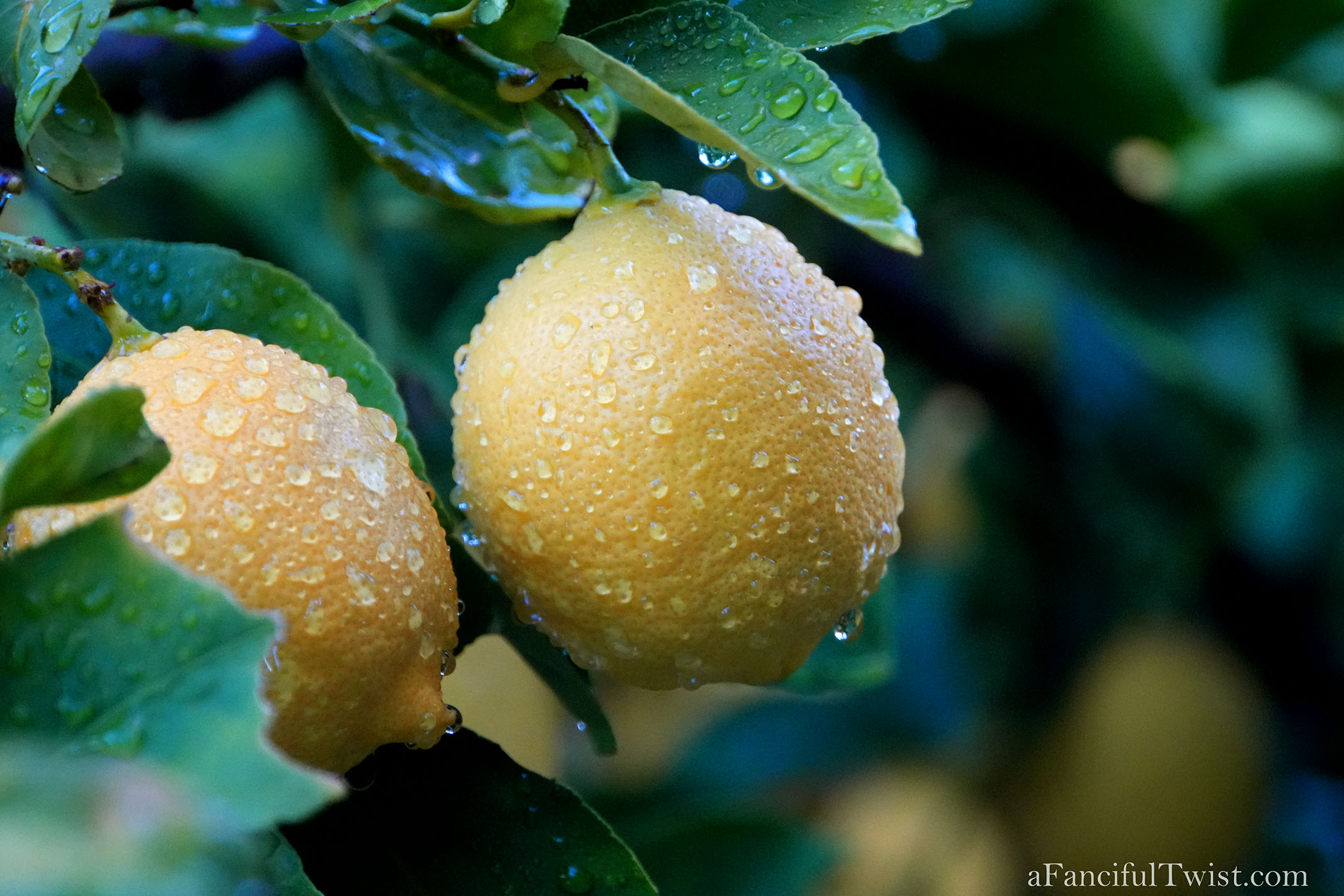 Winter garden 10 Winter garden 10