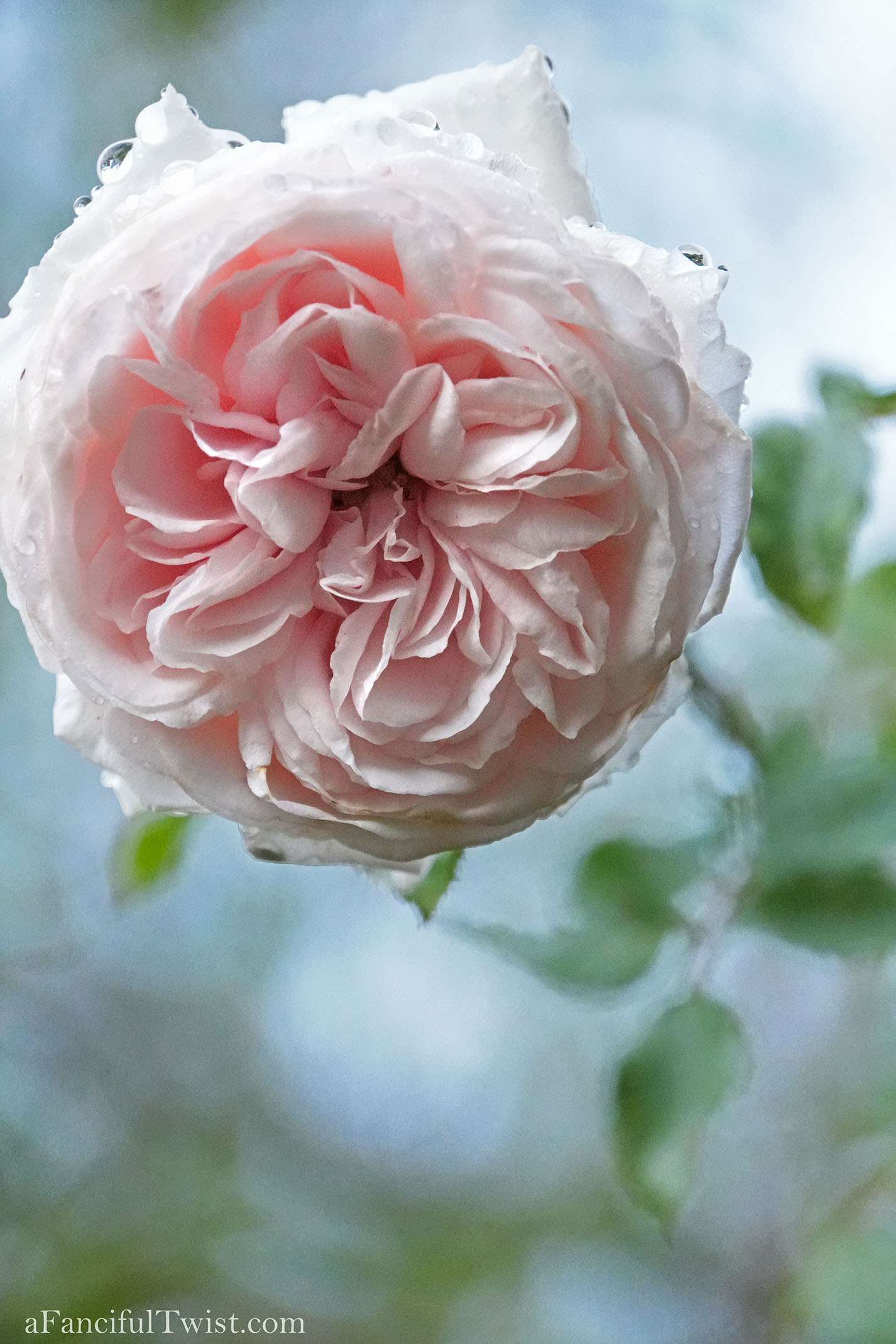 Winter garden 12 Winter garden 12