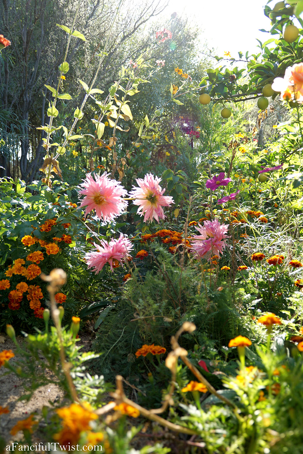 November secret garden magic 6 November secret garden magic 6