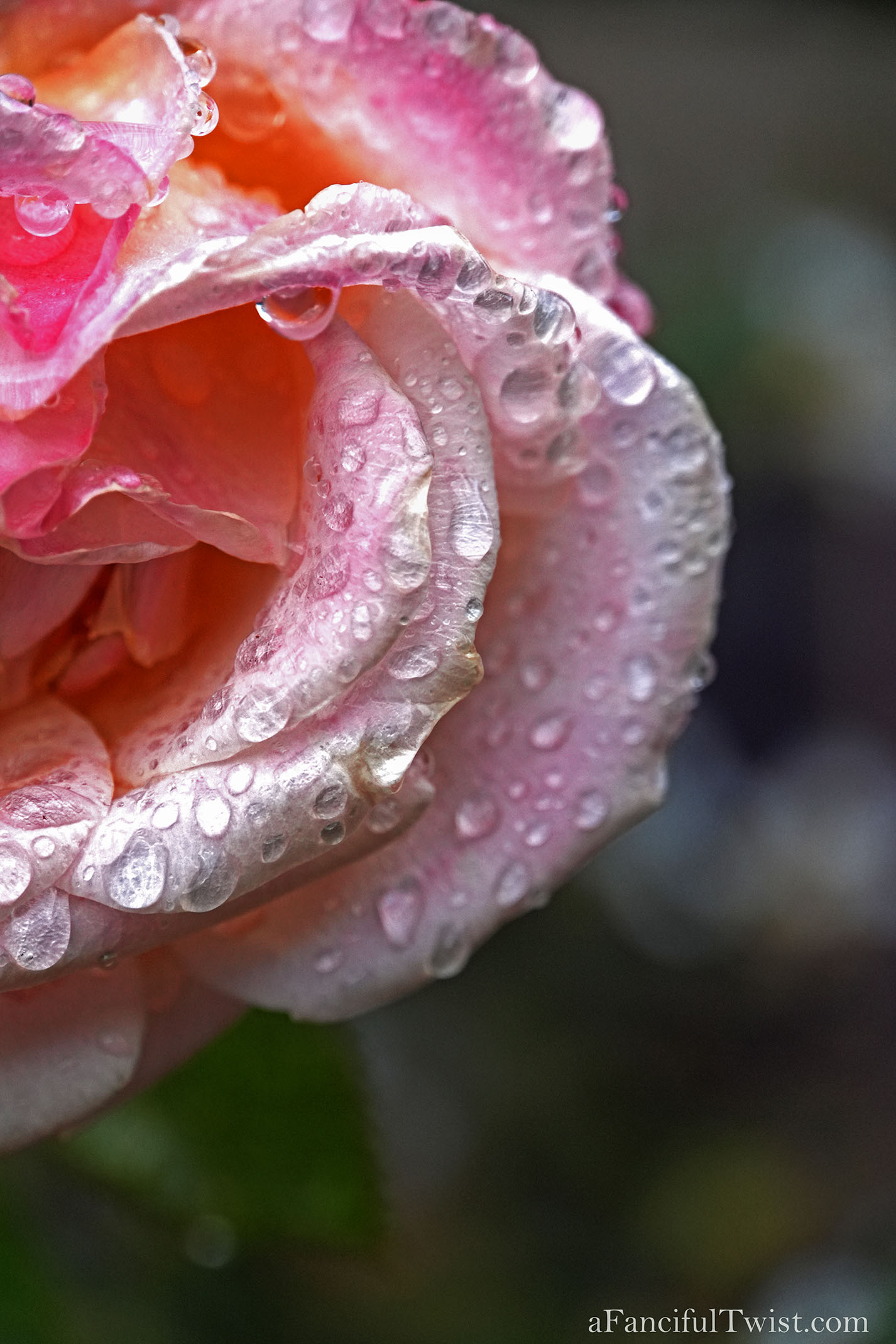 Winter garden 5 Winter garden 5