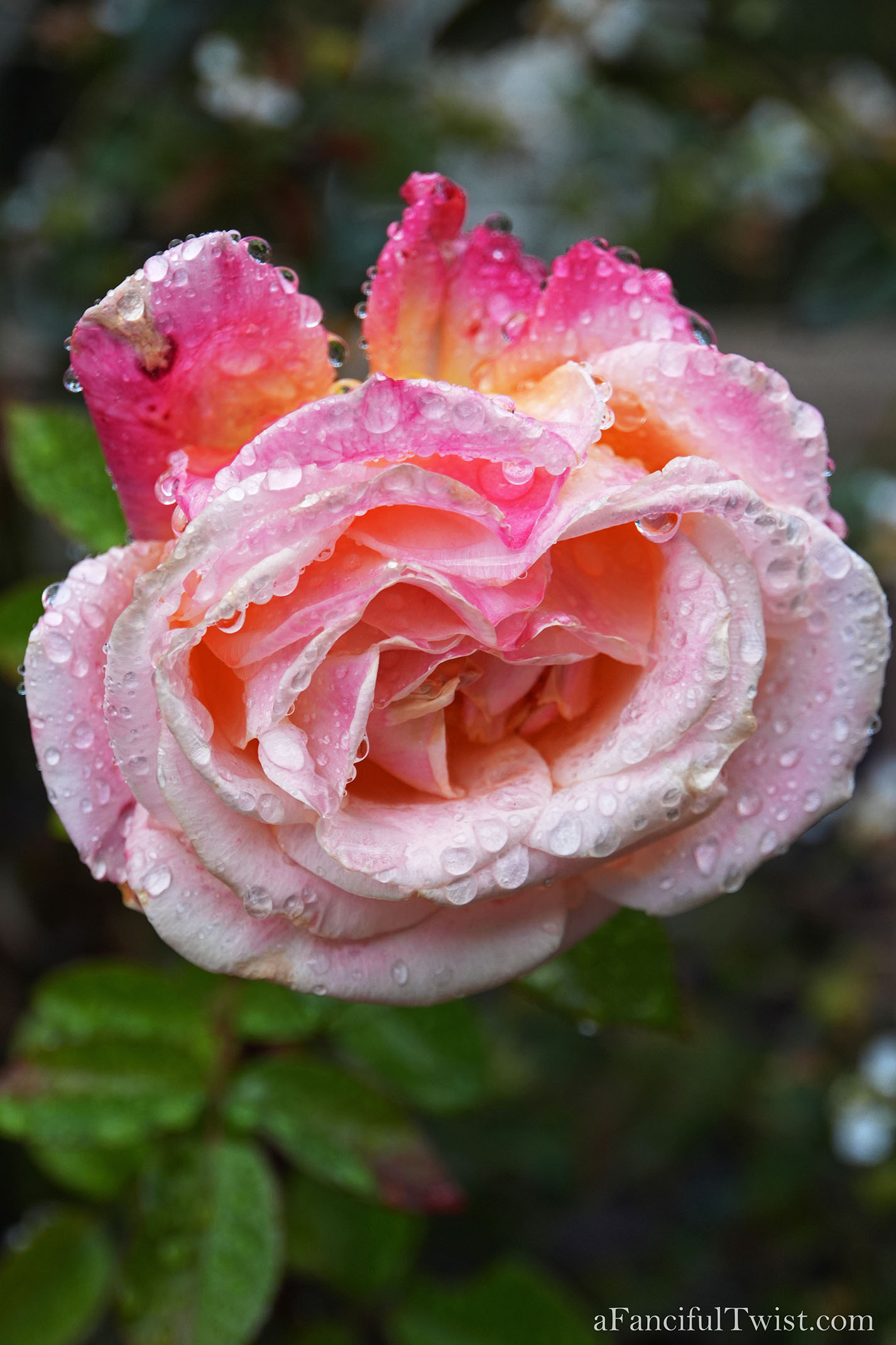 Winter garden 4 Winter garden 4