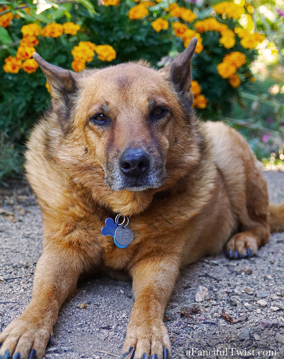 November secret garden magic 8 November secret garden magic 8