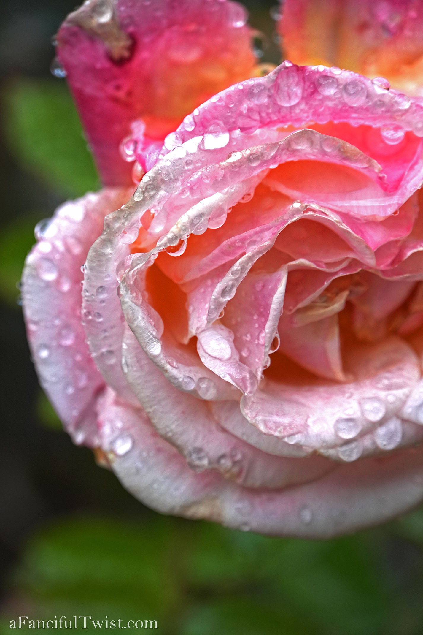 Winter garden 19 Winter garden 19