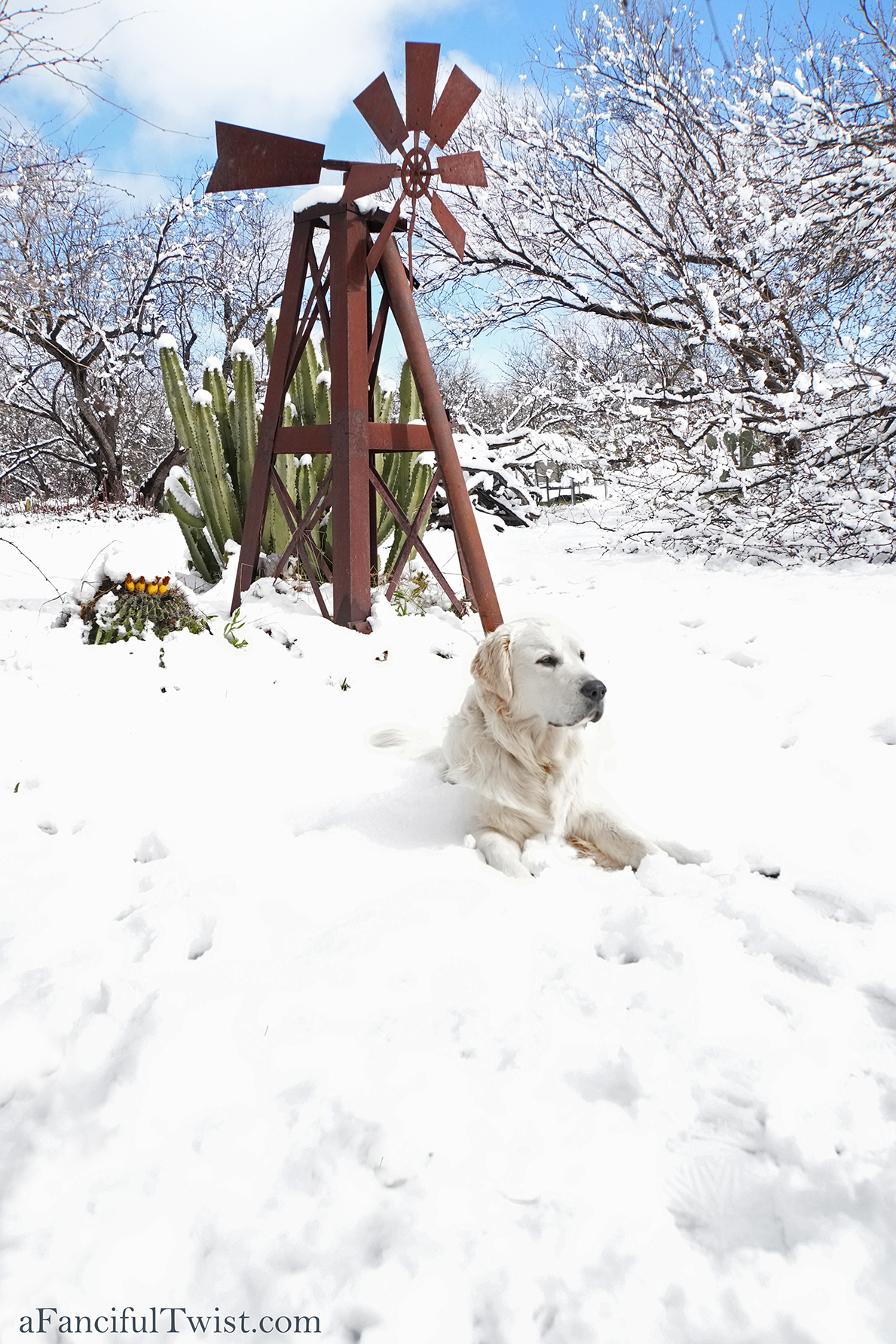 Apple blossom snow white 19 Apple blossom snow white 19