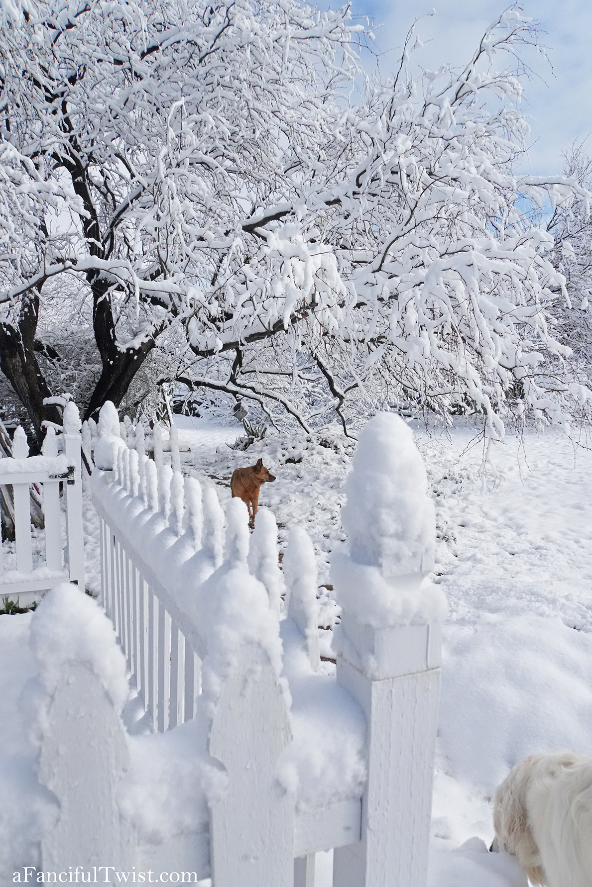 Apple blossom snow white 5 Apple blossom snow white 5