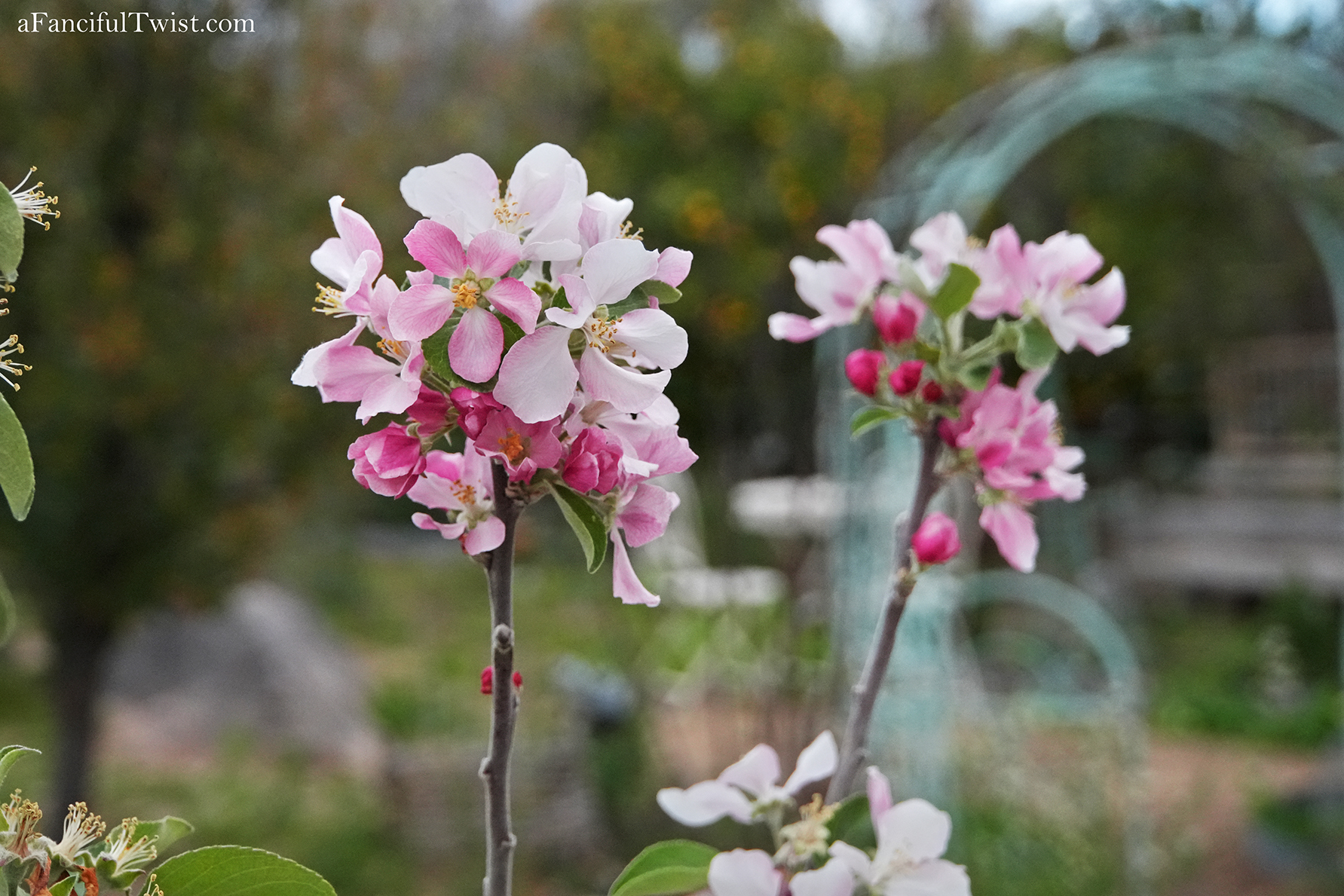 Apple blossom snow white 29 Apple blossom snow white 29