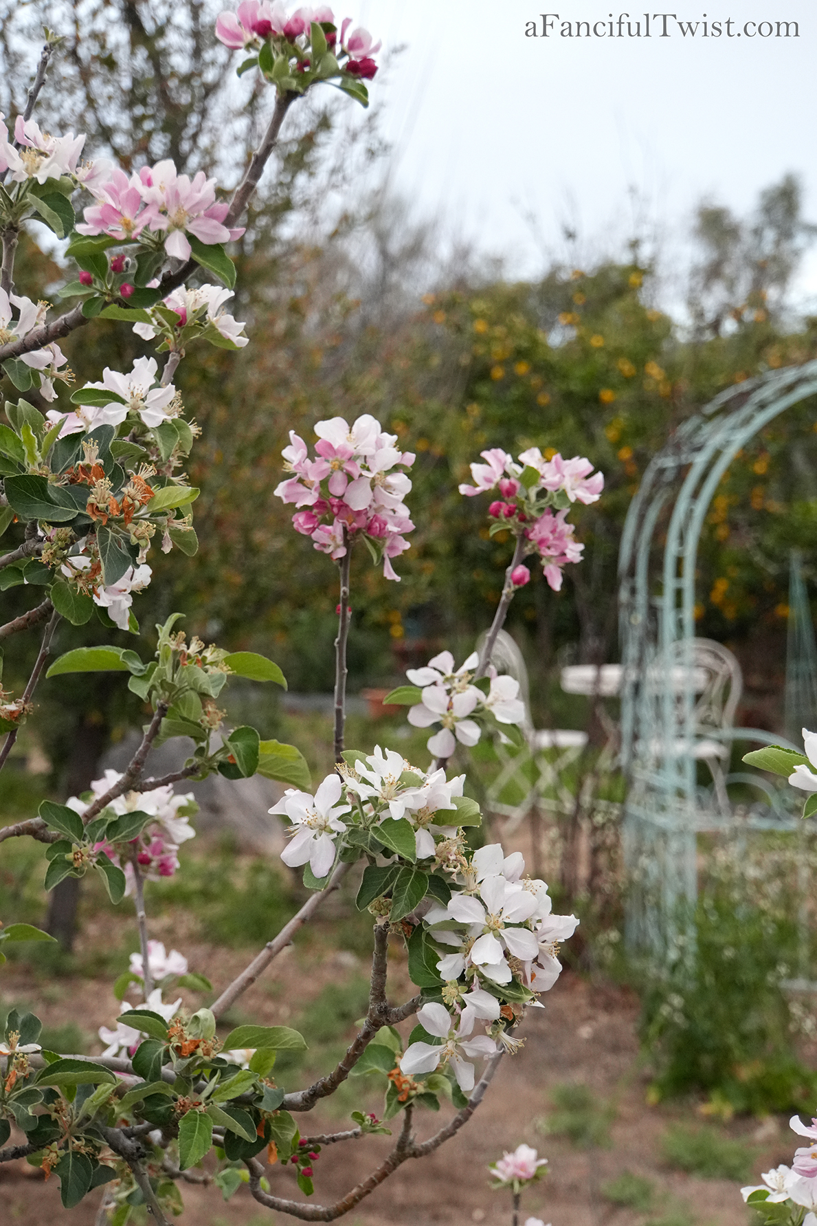 Apple blossom snow white 31 Apple blossom snow white 31