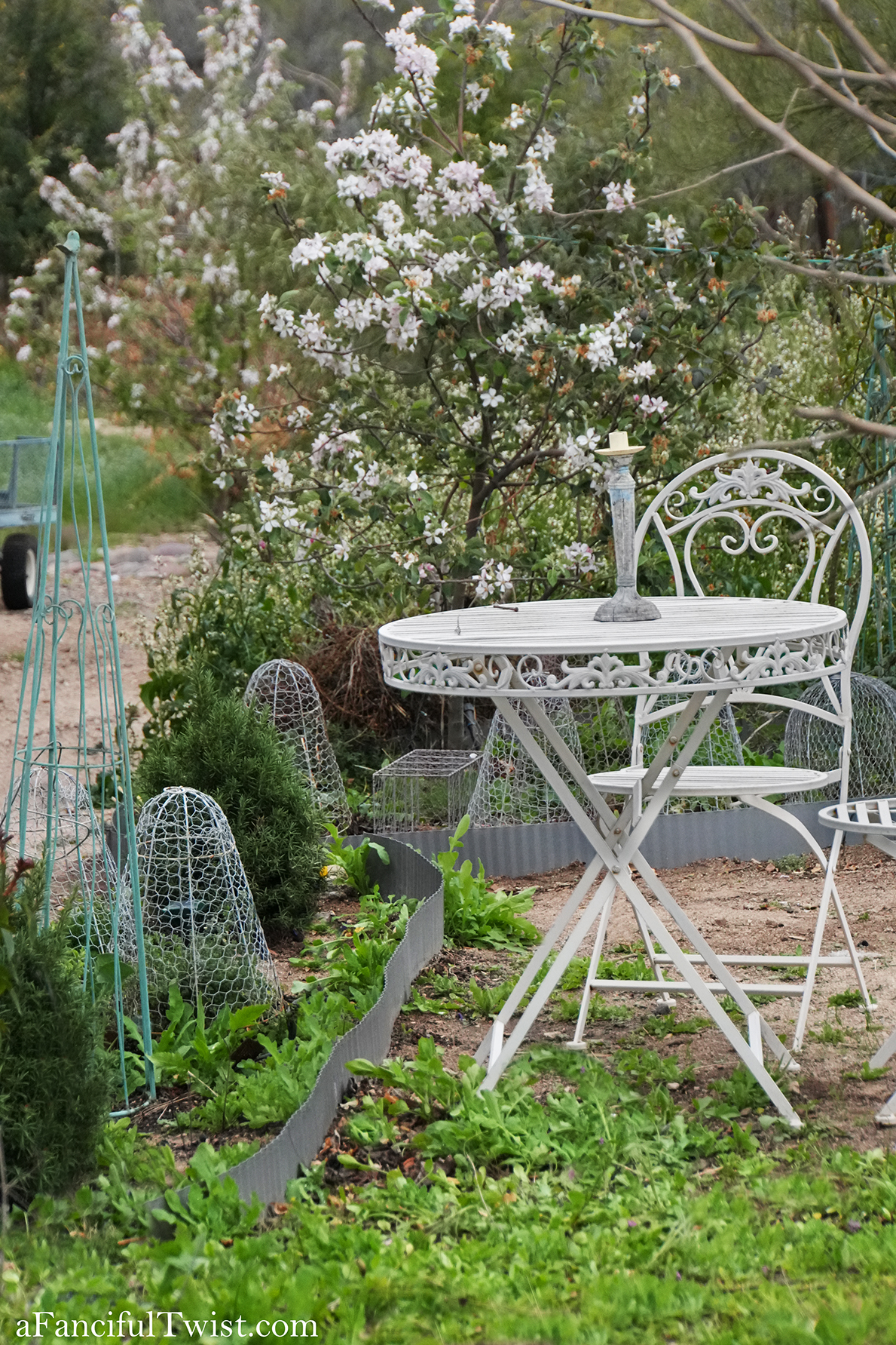 Apple blossom snow white 27 Apple blossom snow white 27