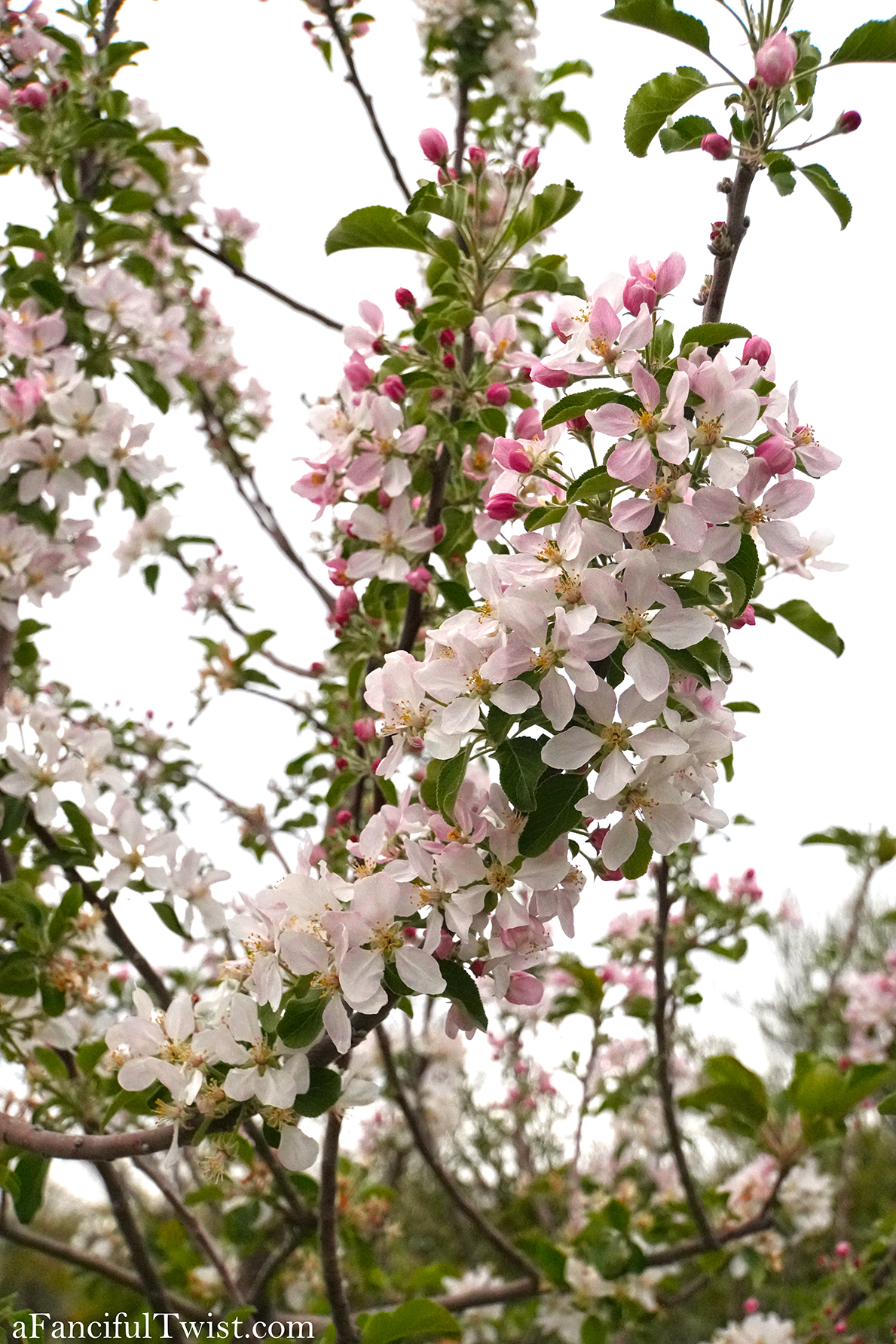 Apple blossom snow white 34 Apple blossom snow white 34