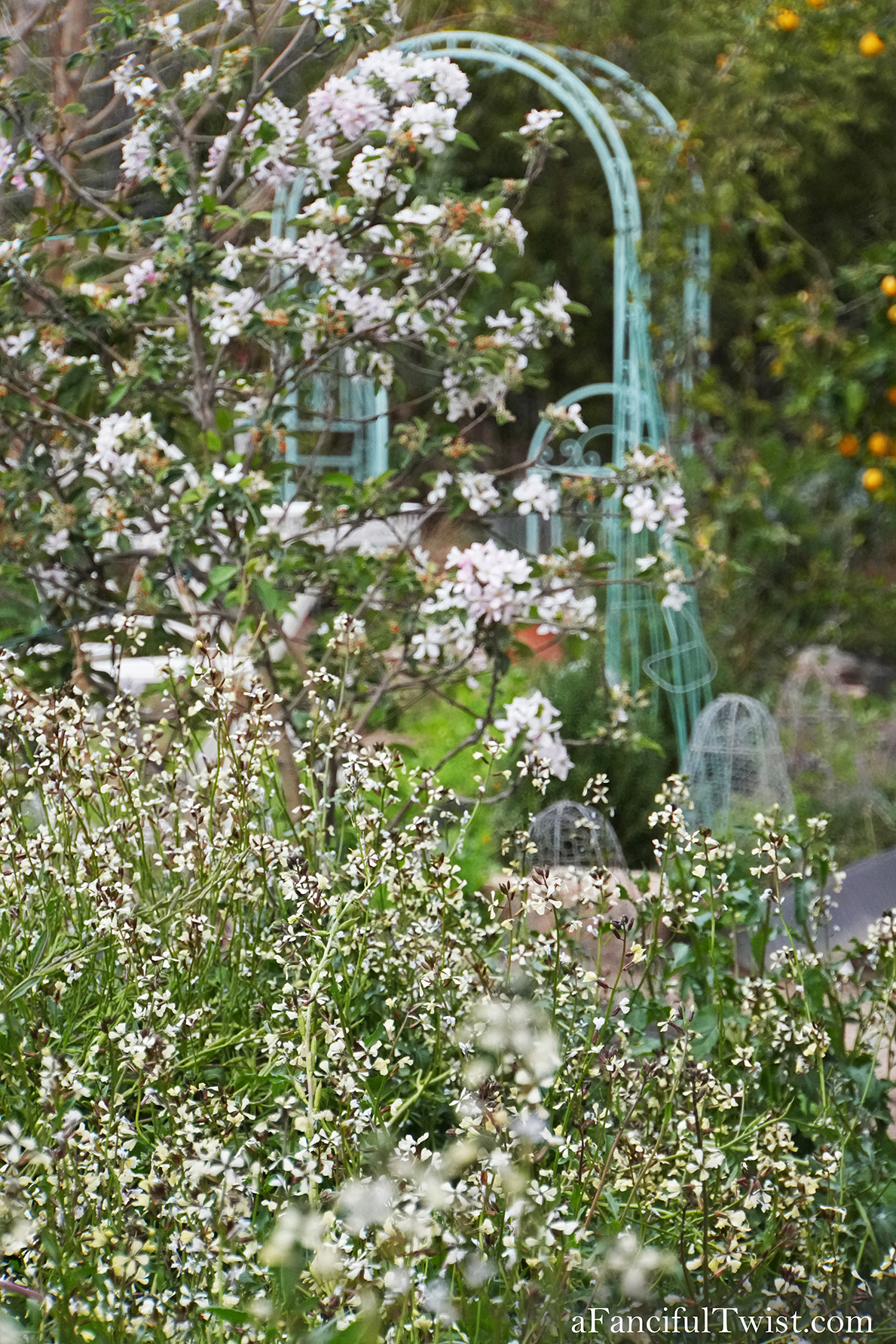 Apple blossom snow white 38 Apple blossom snow white 38