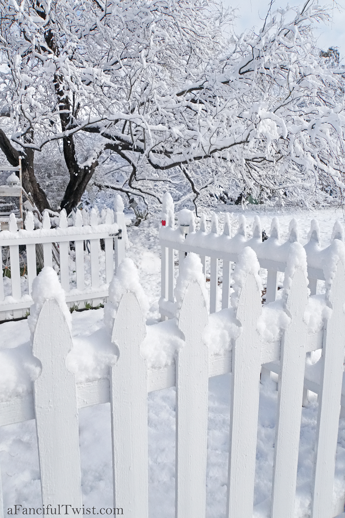 Apple blossom snow white 9 Apple blossom snow white 9