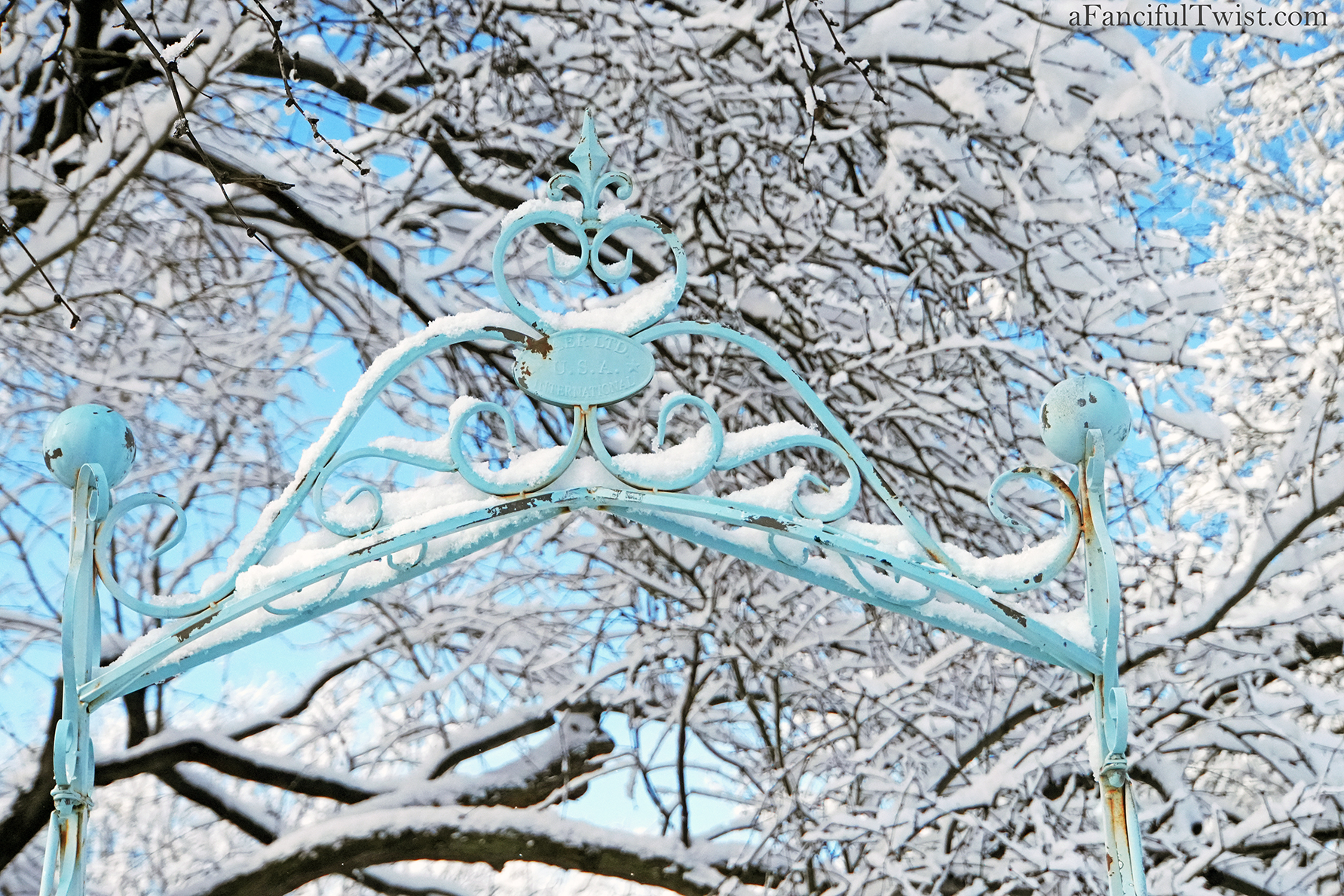 Apple blossom snow white 15 Apple blossom snow white 15