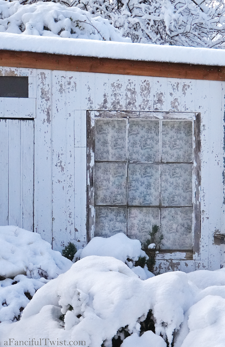 Apple blossom snow white 7 Apple blossom snow white 7