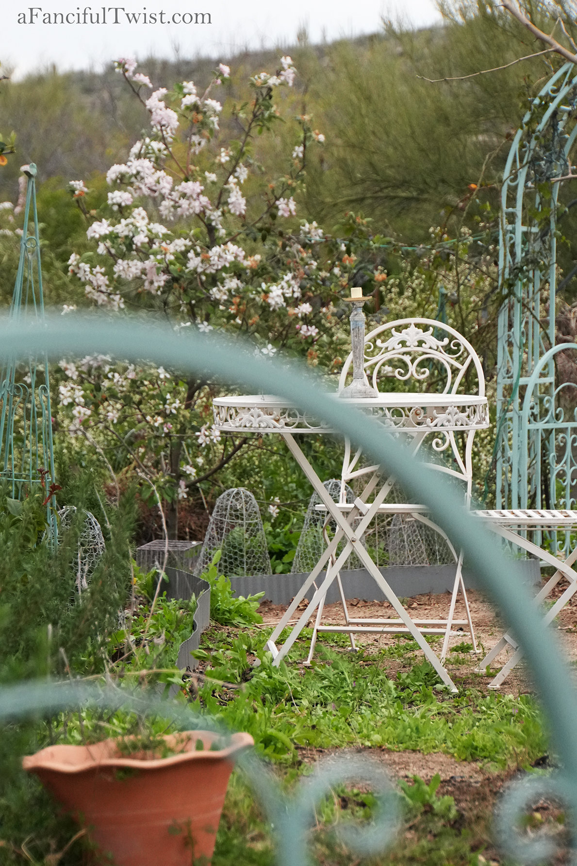 Apple blossom snow white 25 Apple blossom snow white 25