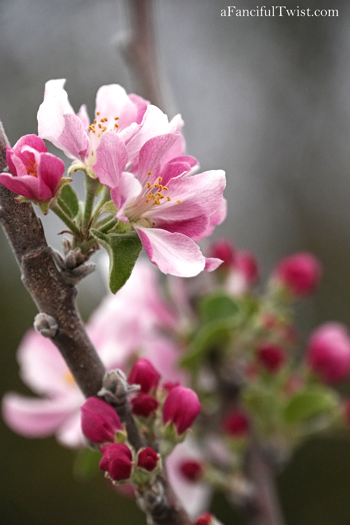 Apple blossom snow white 30 Apple blossom snow white 30