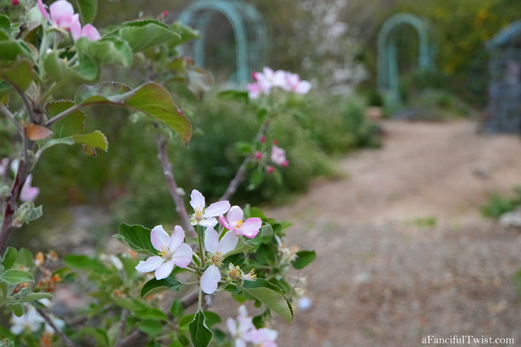 Apple blossom snow white 42 Apple blossom snow white 42