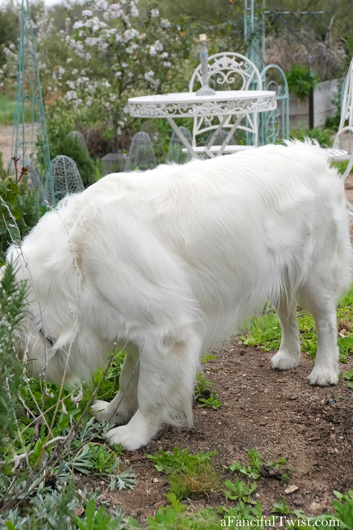 Apple blossom snow white 43 Apple blossom snow white 43