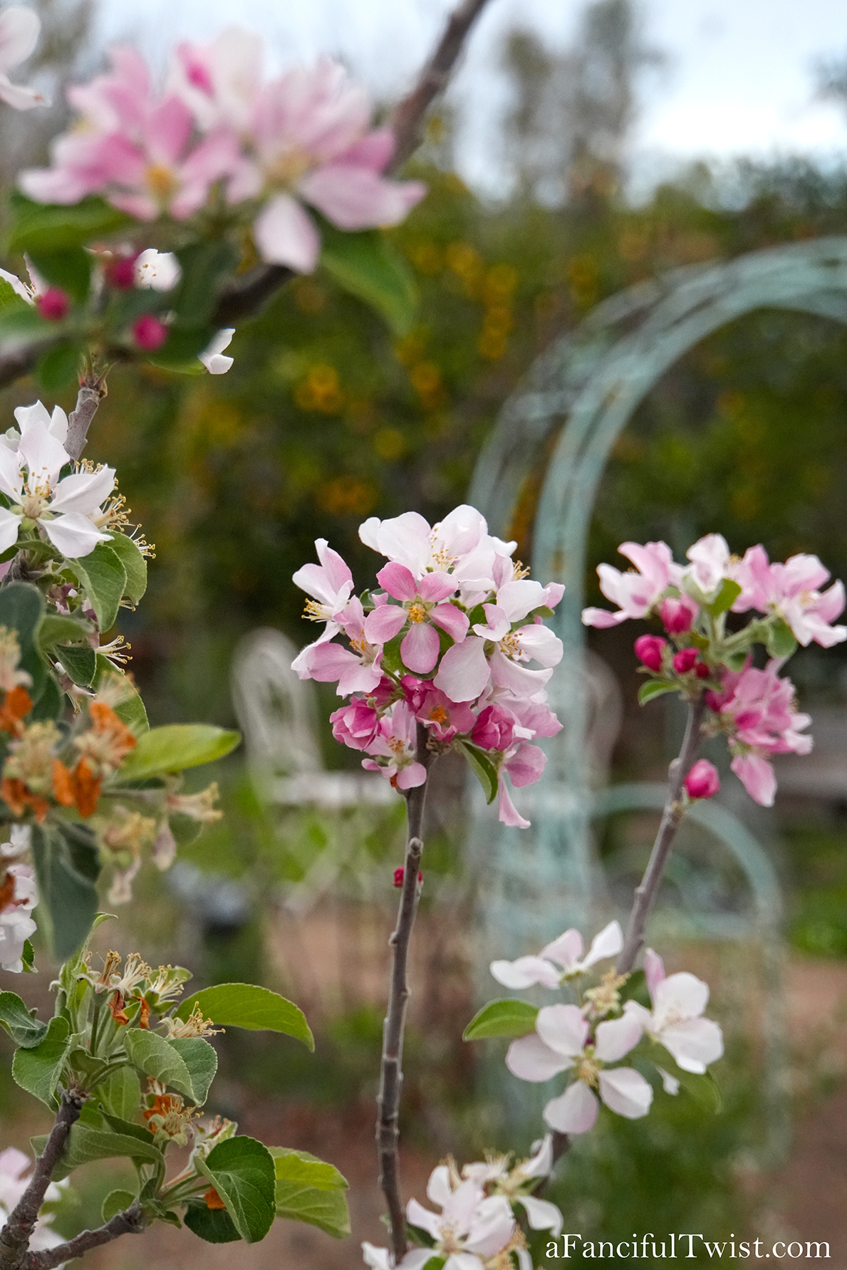 Apple blossom snow white 32 Apple blossom snow white 32