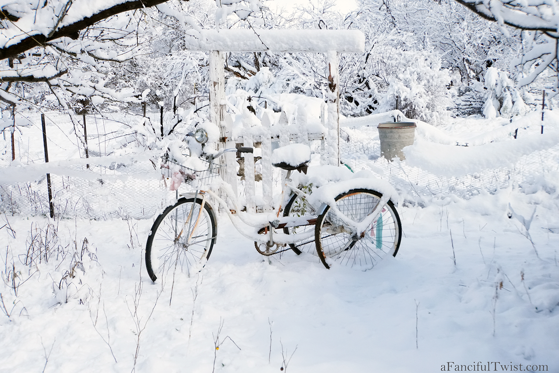 Apple blossom snow white 13 Apple blossom snow white 13