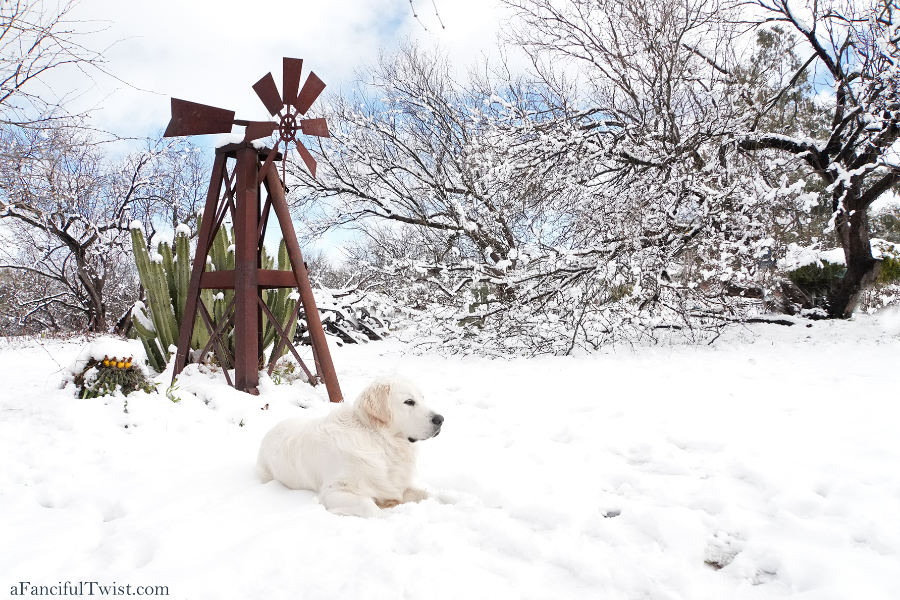 Apple blossom snow white 20 Apple blossom snow white 20