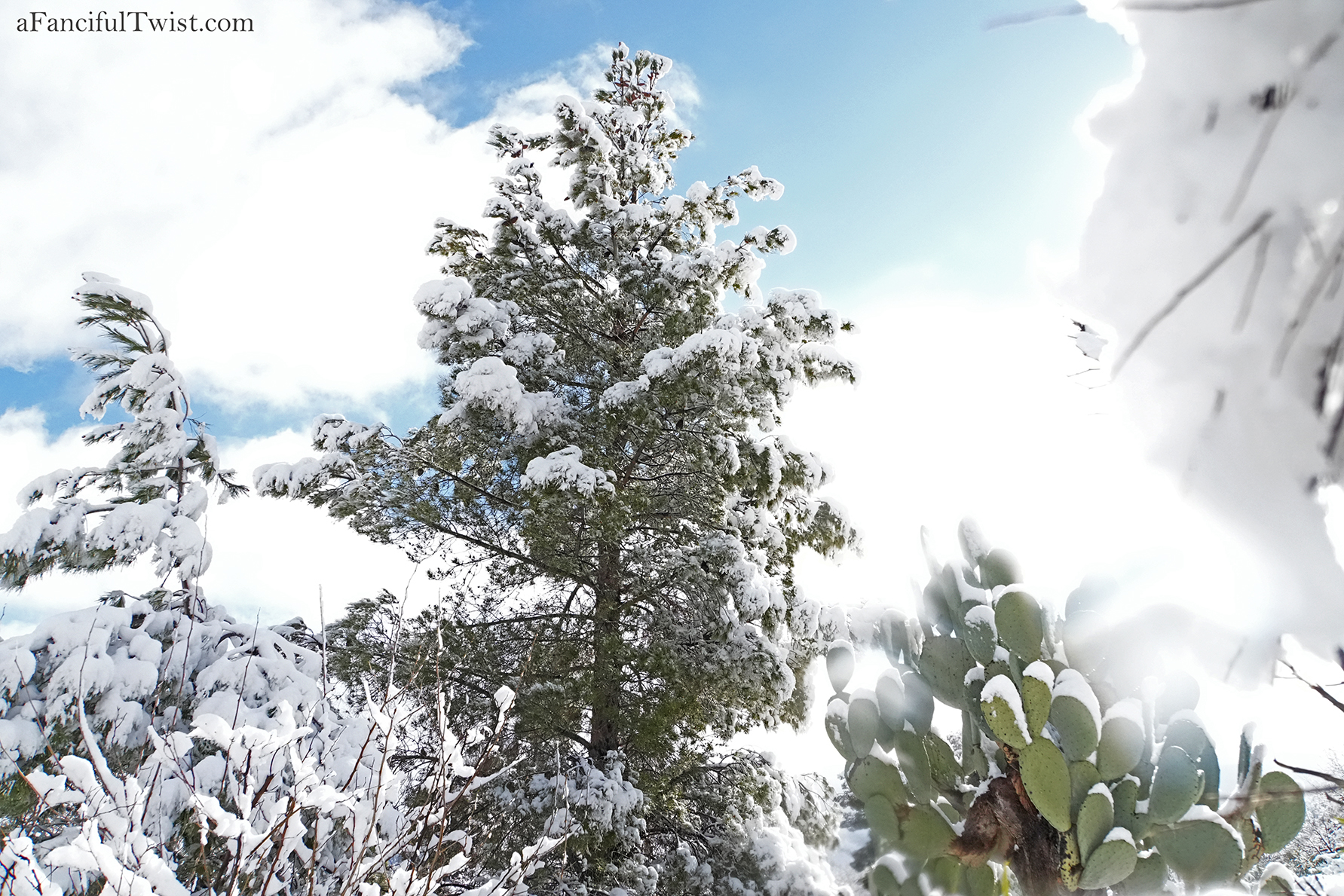 Apple blossom snow white 17 Apple blossom snow white 17