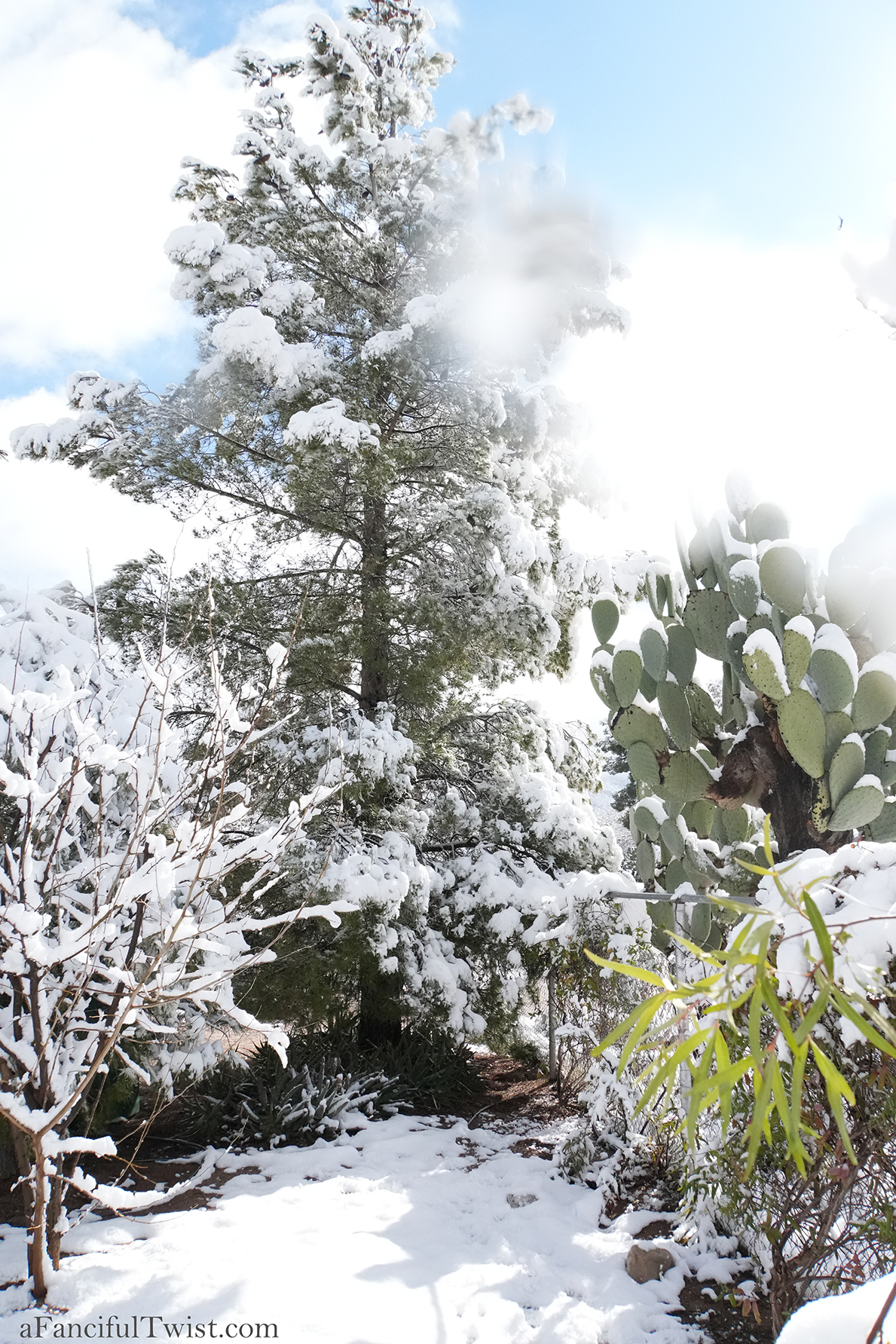 Apple blossom snow white 46 Apple blossom snow white 46