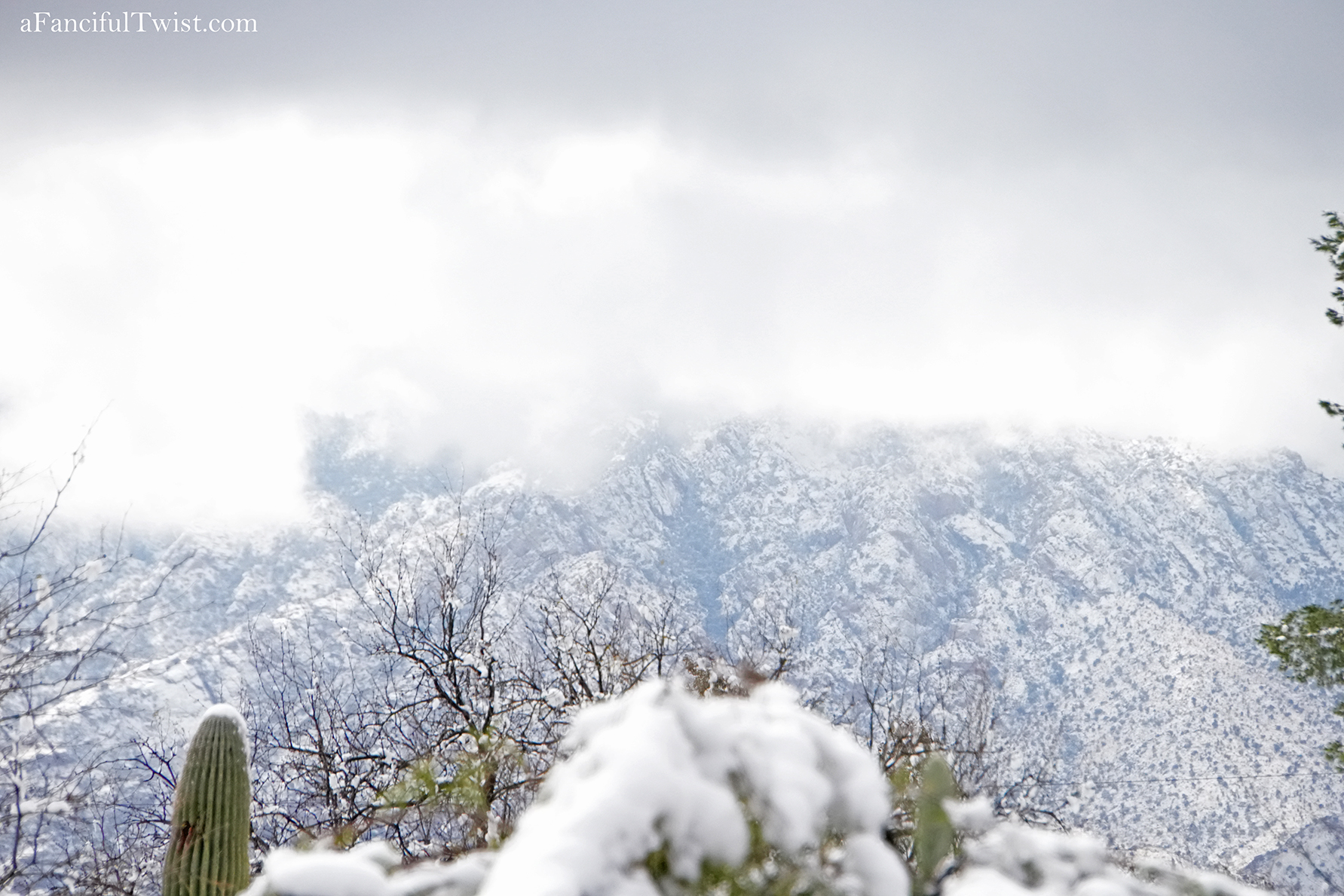 Apple blossom snow white 24 Apple blossom snow white 24