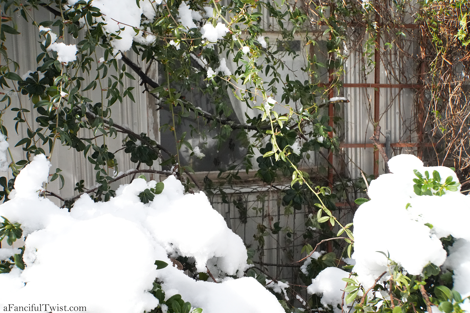 Apple blossom snow white 18 Apple blossom snow white 18