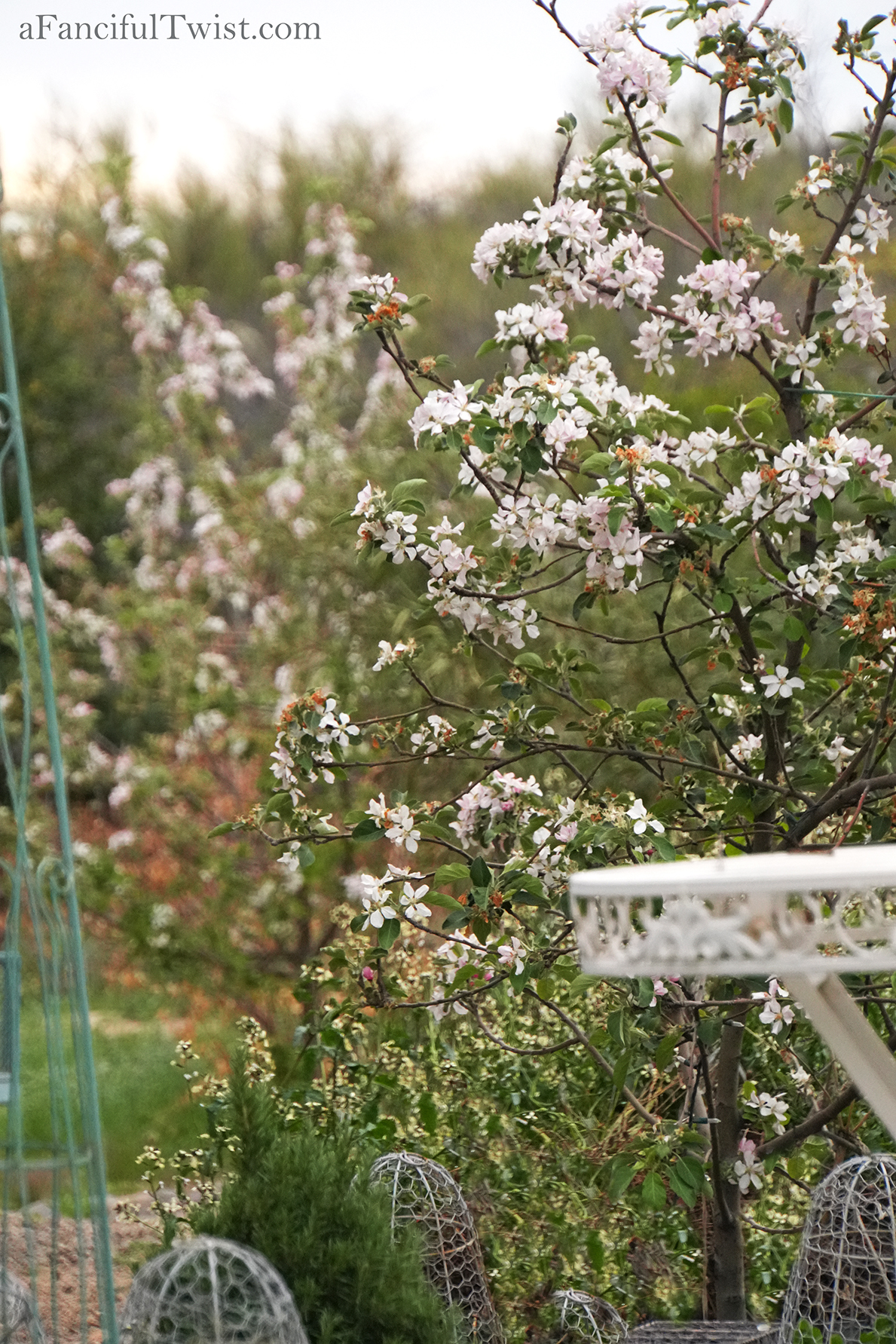 Apple blossom snow white 26 Apple blossom snow white 26