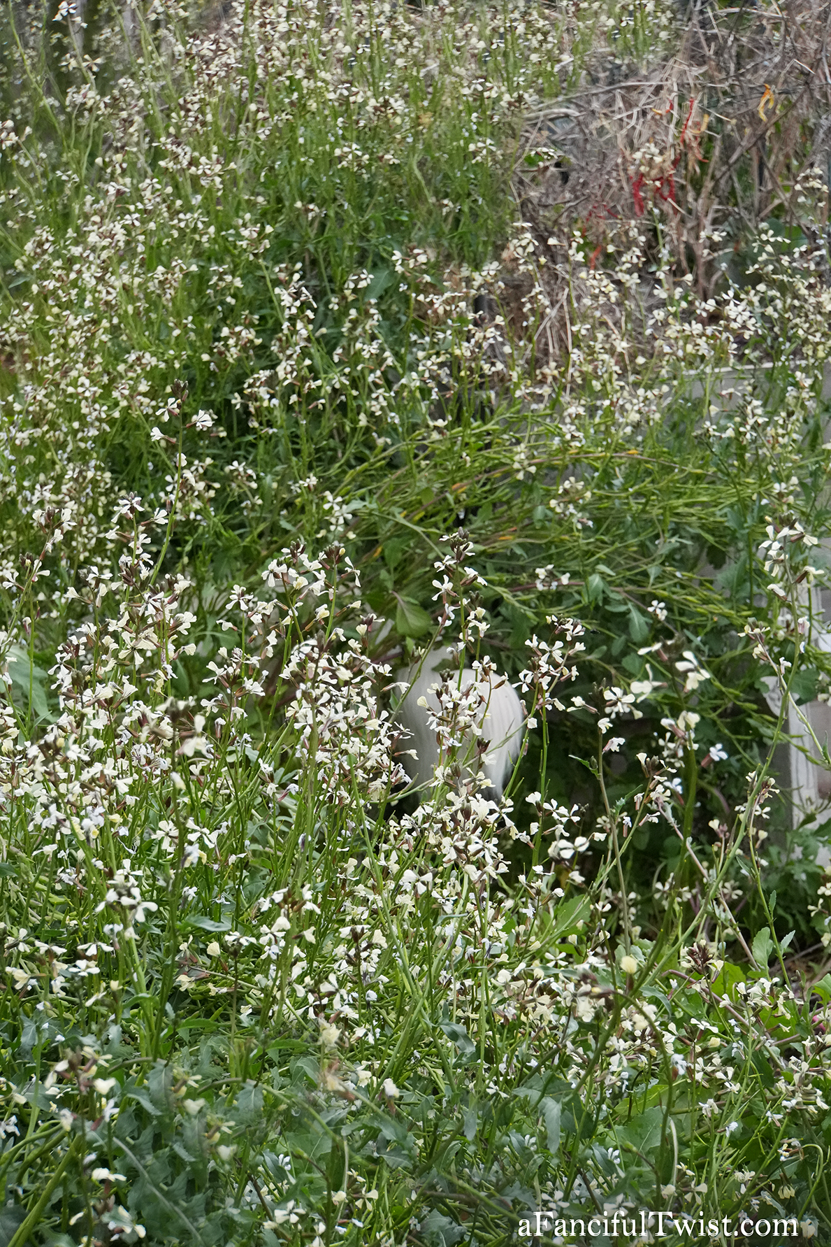 Apple blossom snow white 40 Apple blossom snow white 40