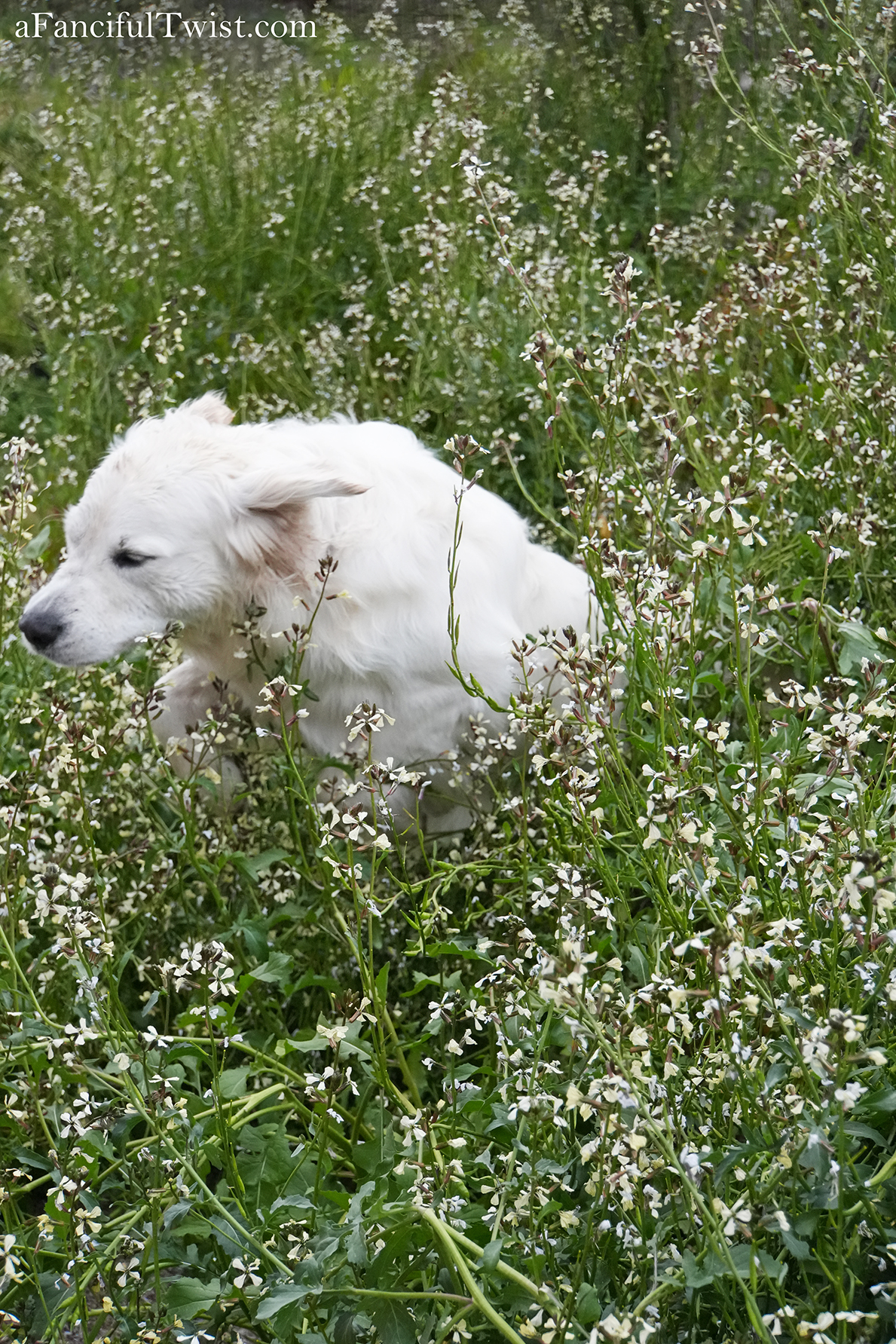 Apple blossom snow white 41 Apple blossom snow white 41