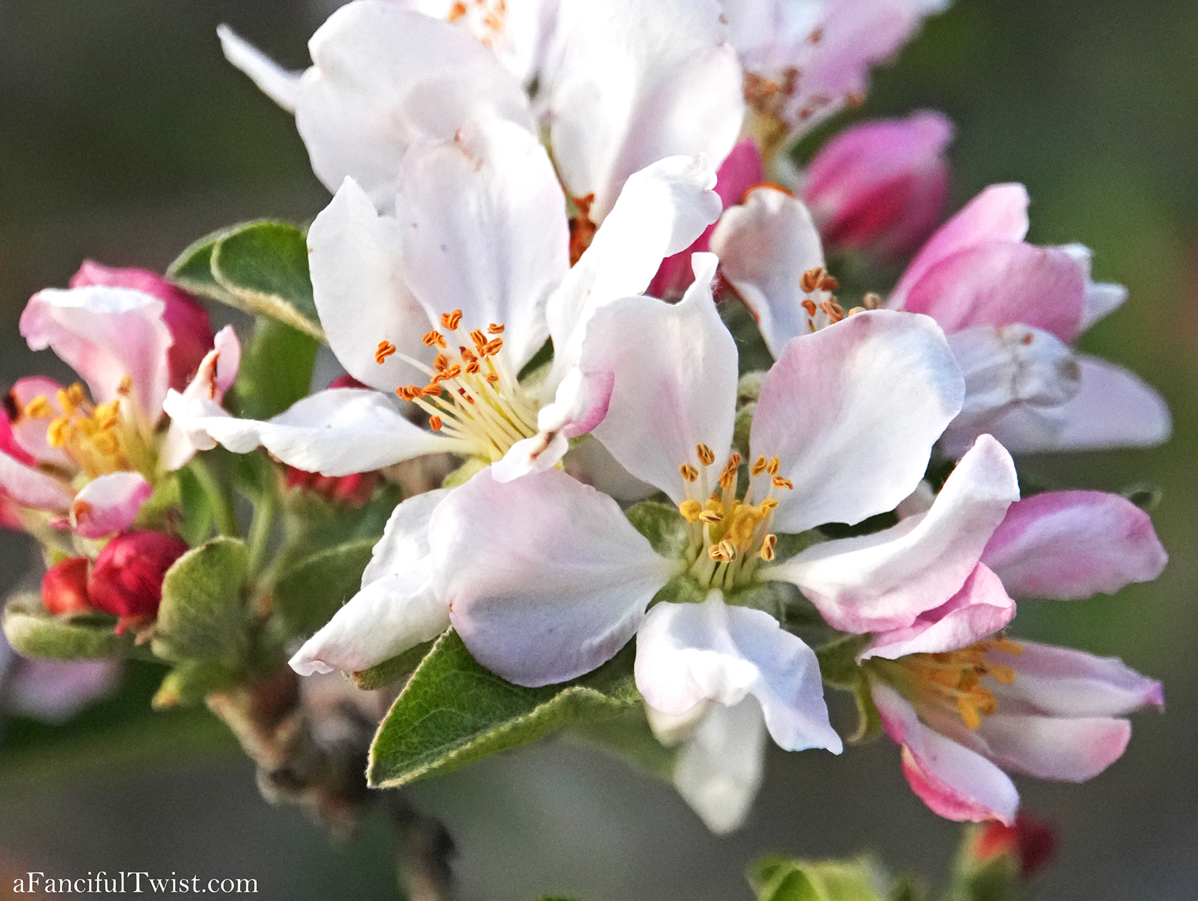 Apple blossom snow white 47 Apple blossom snow white 47