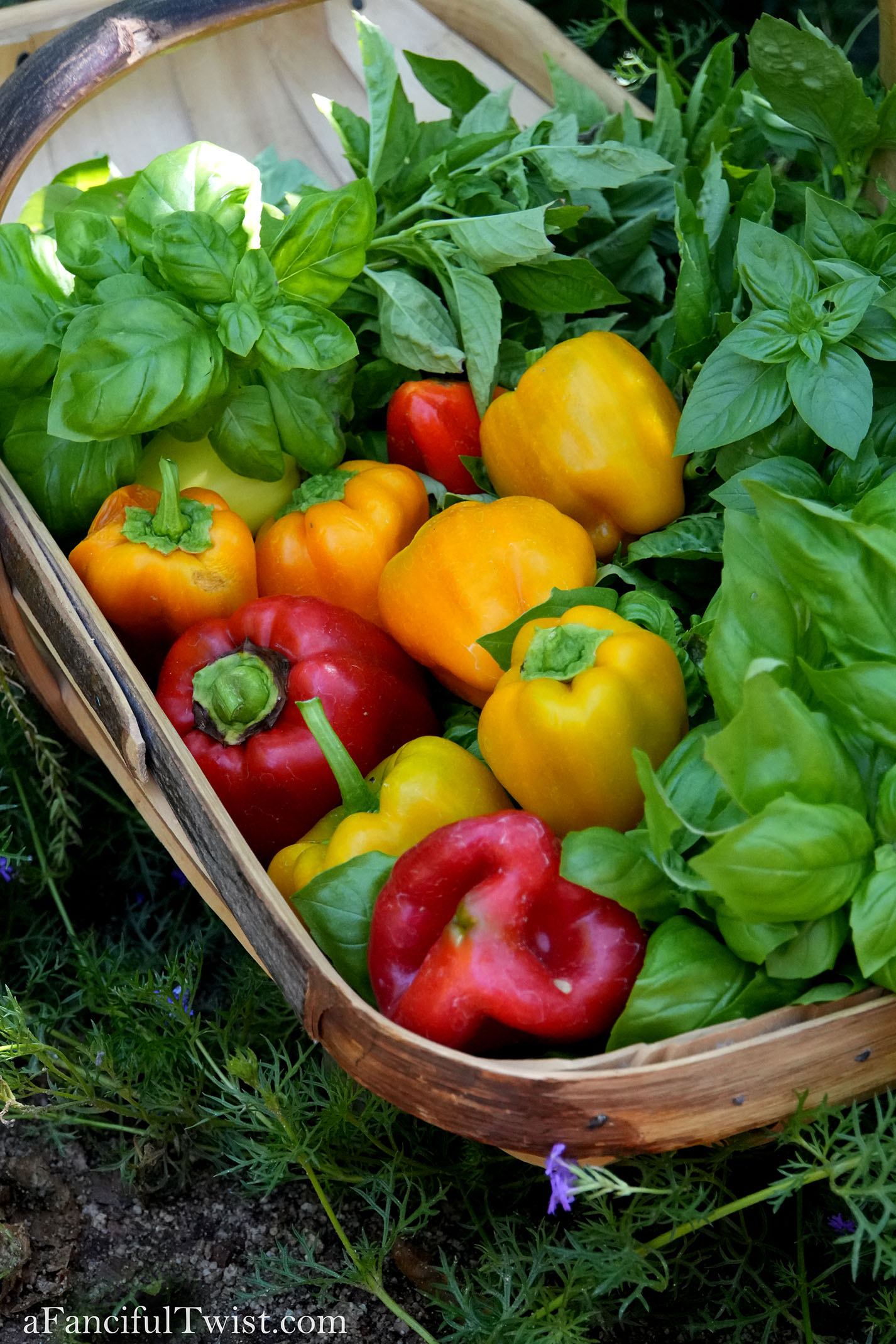 August rain drops 11 August rain drops 11