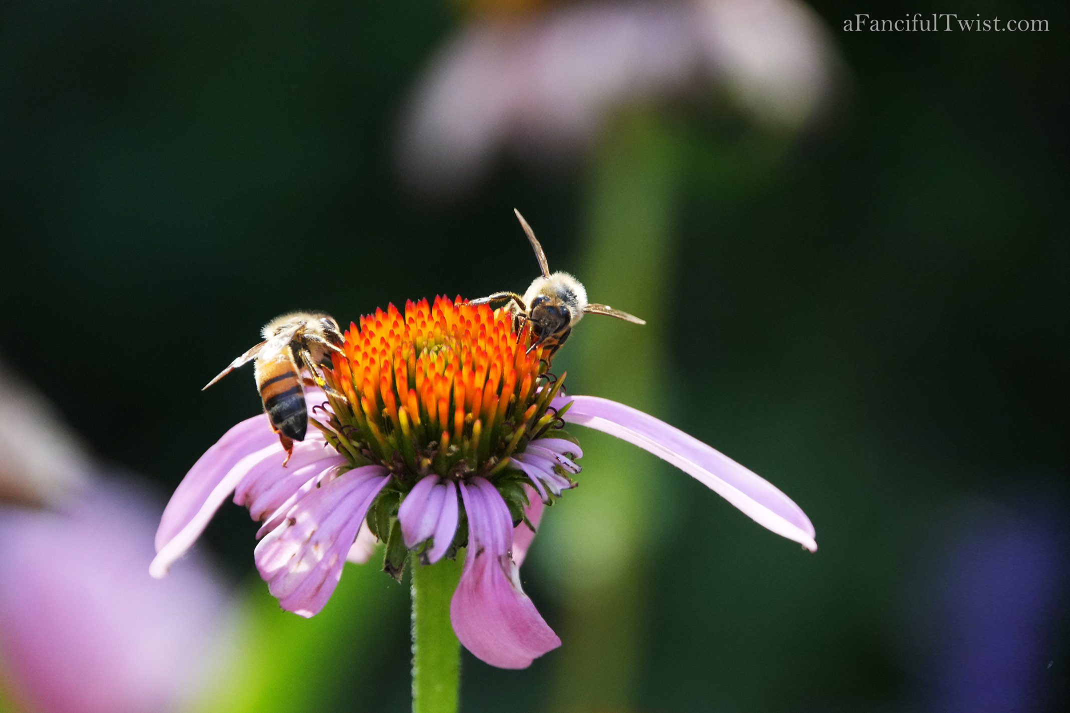 Garden magic part 2 21 Garden magic part 2 21