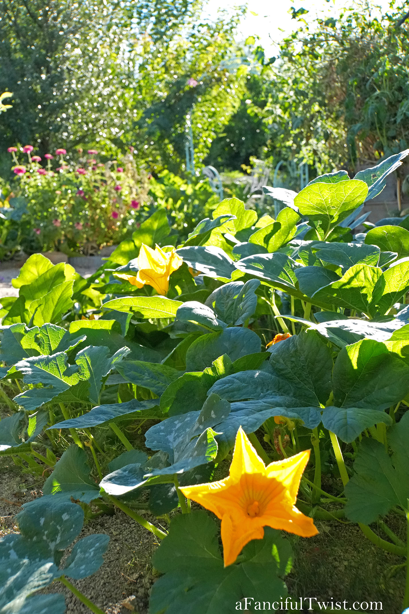 October's garden 6 October's garden 6