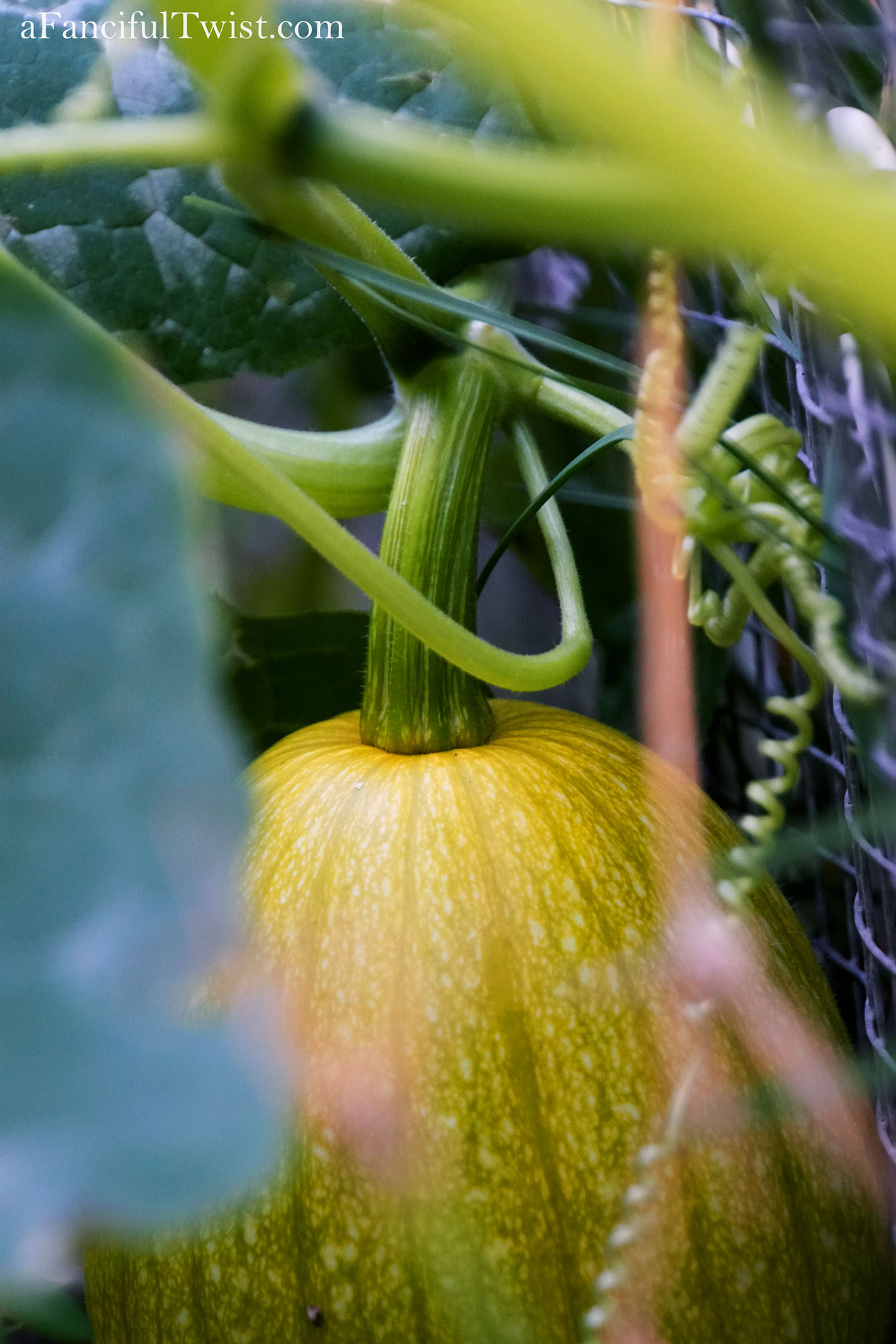 October's garden 15 October's garden 15