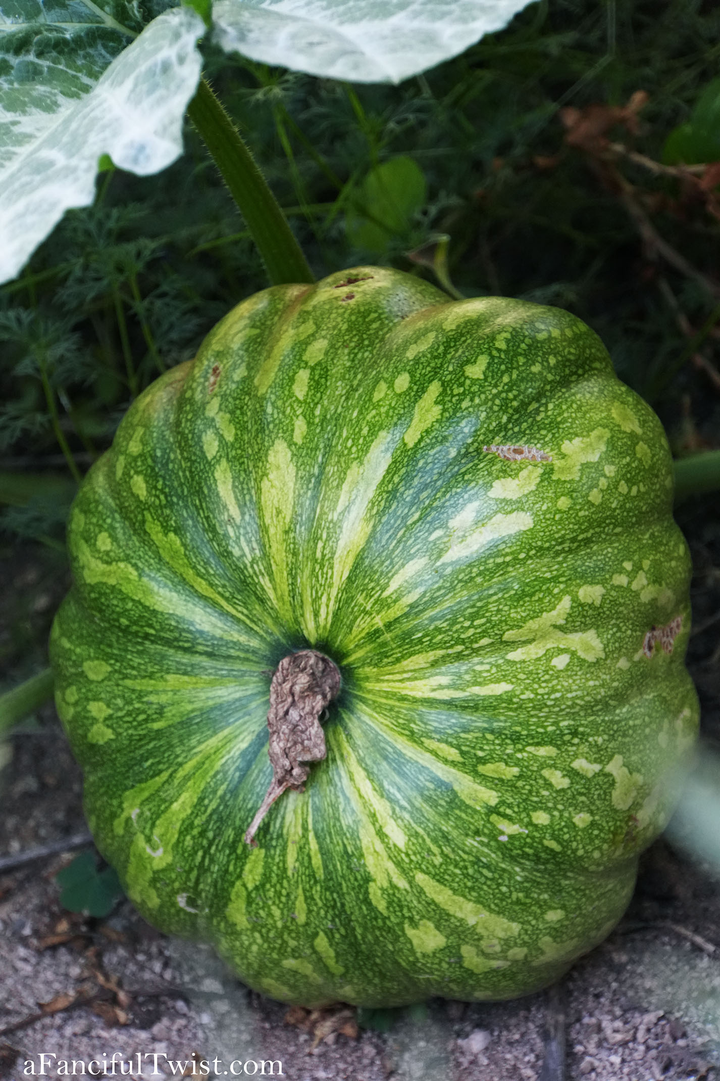 October's garden 11 October's garden 11