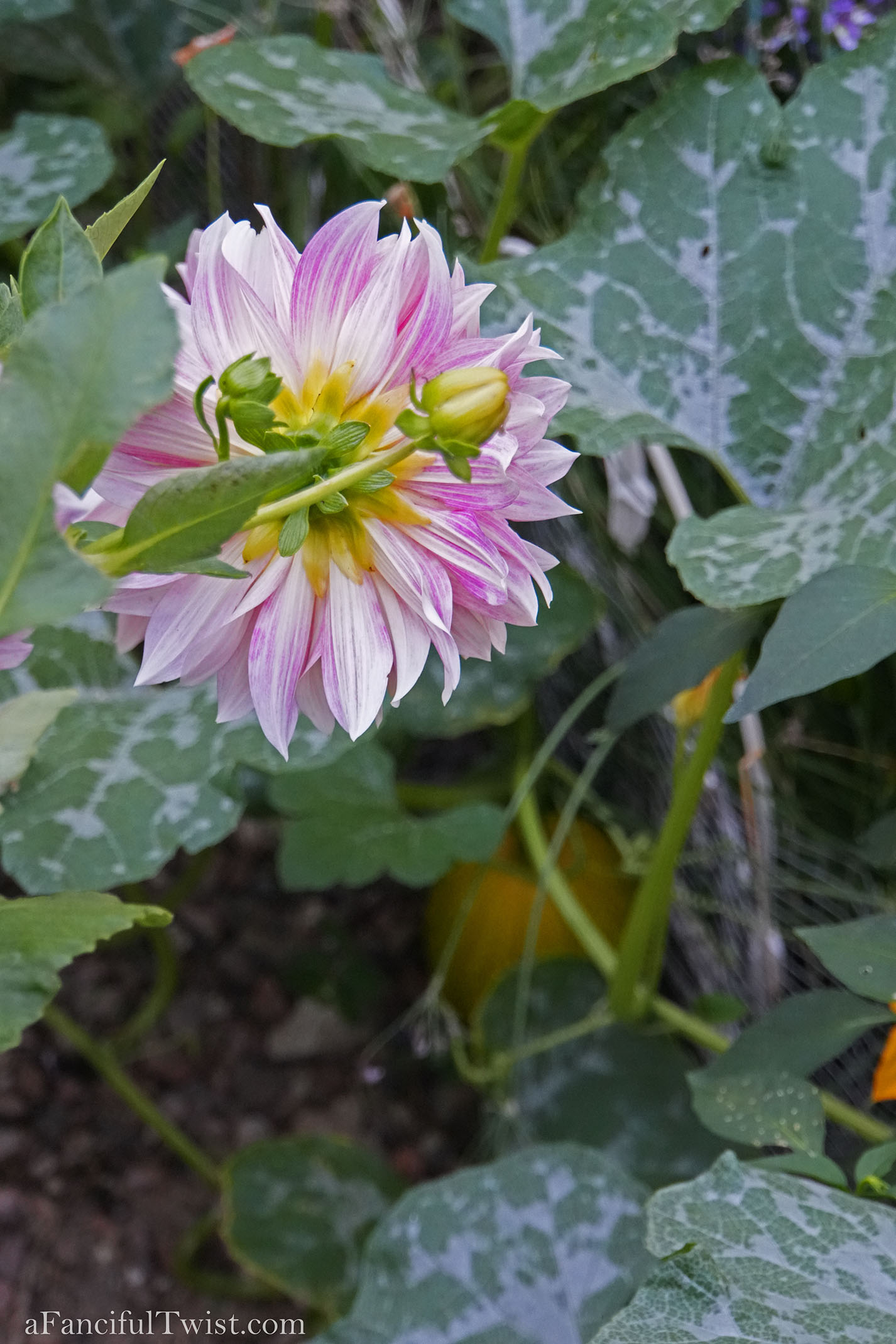 October's garden 24 October's garden 24