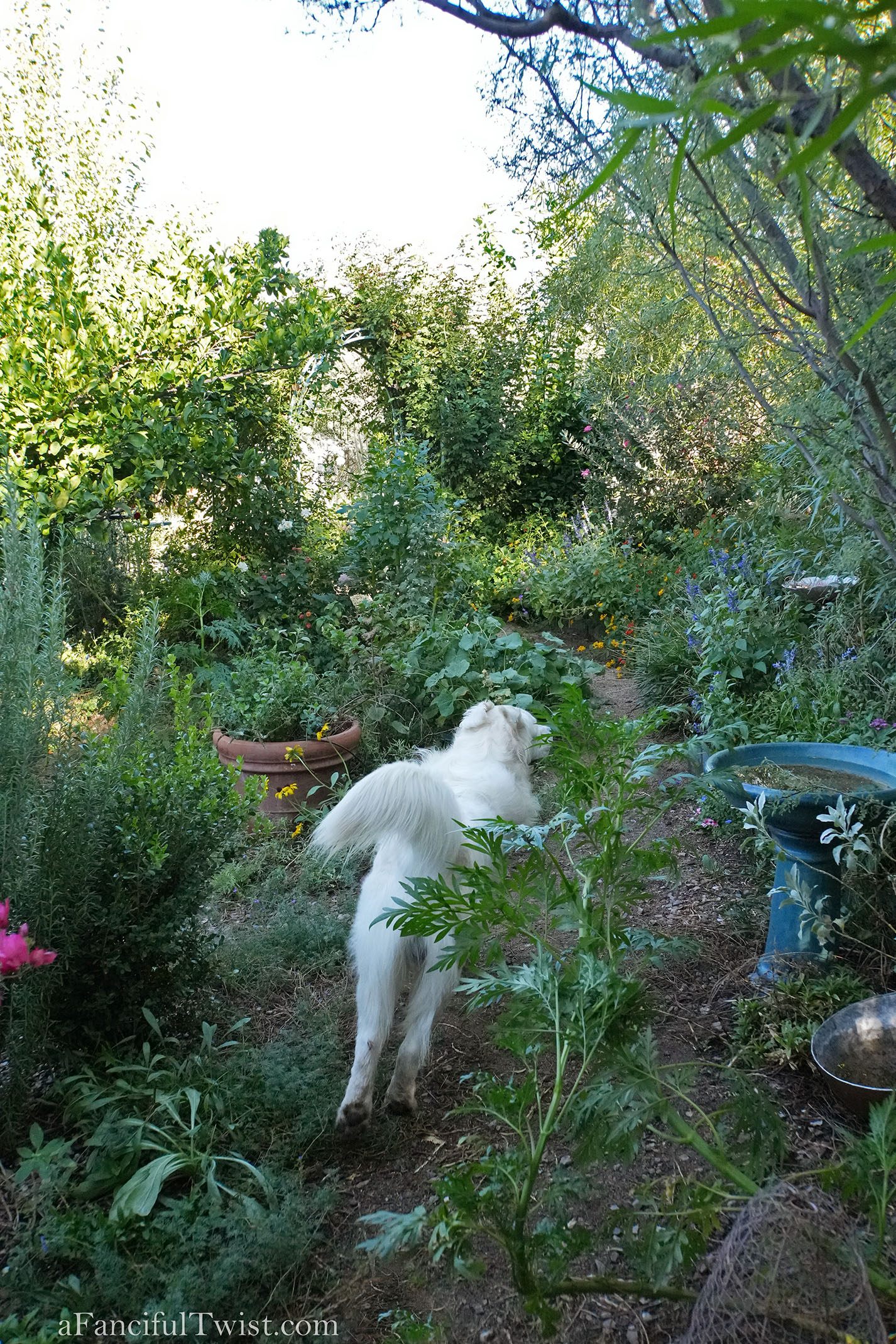 October's garden 25 October's garden 25