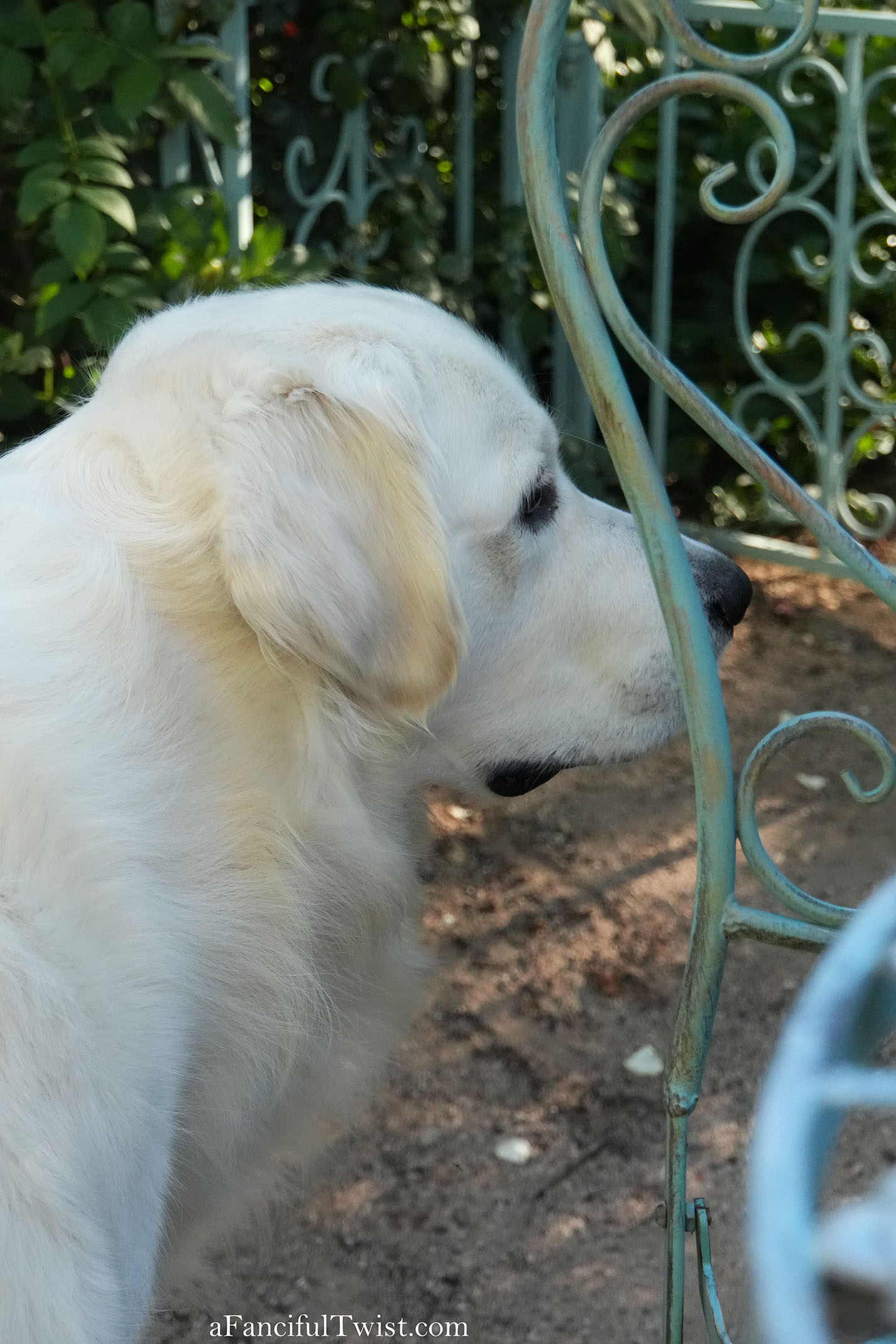 October's garden 8 October's garden 8