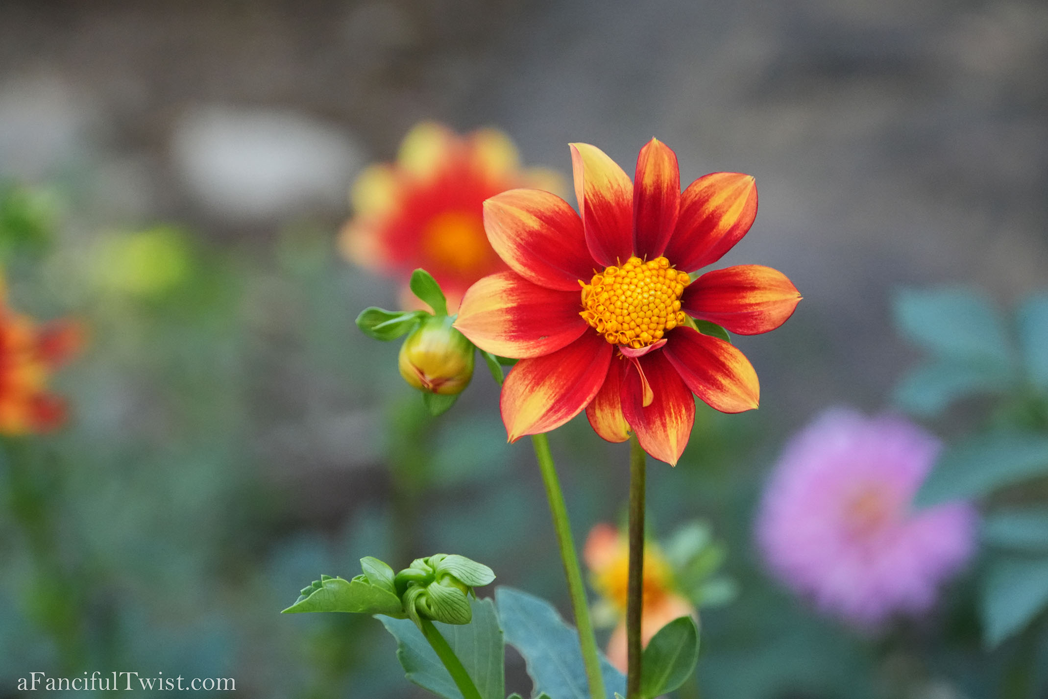 October's garden 21 October's garden 21