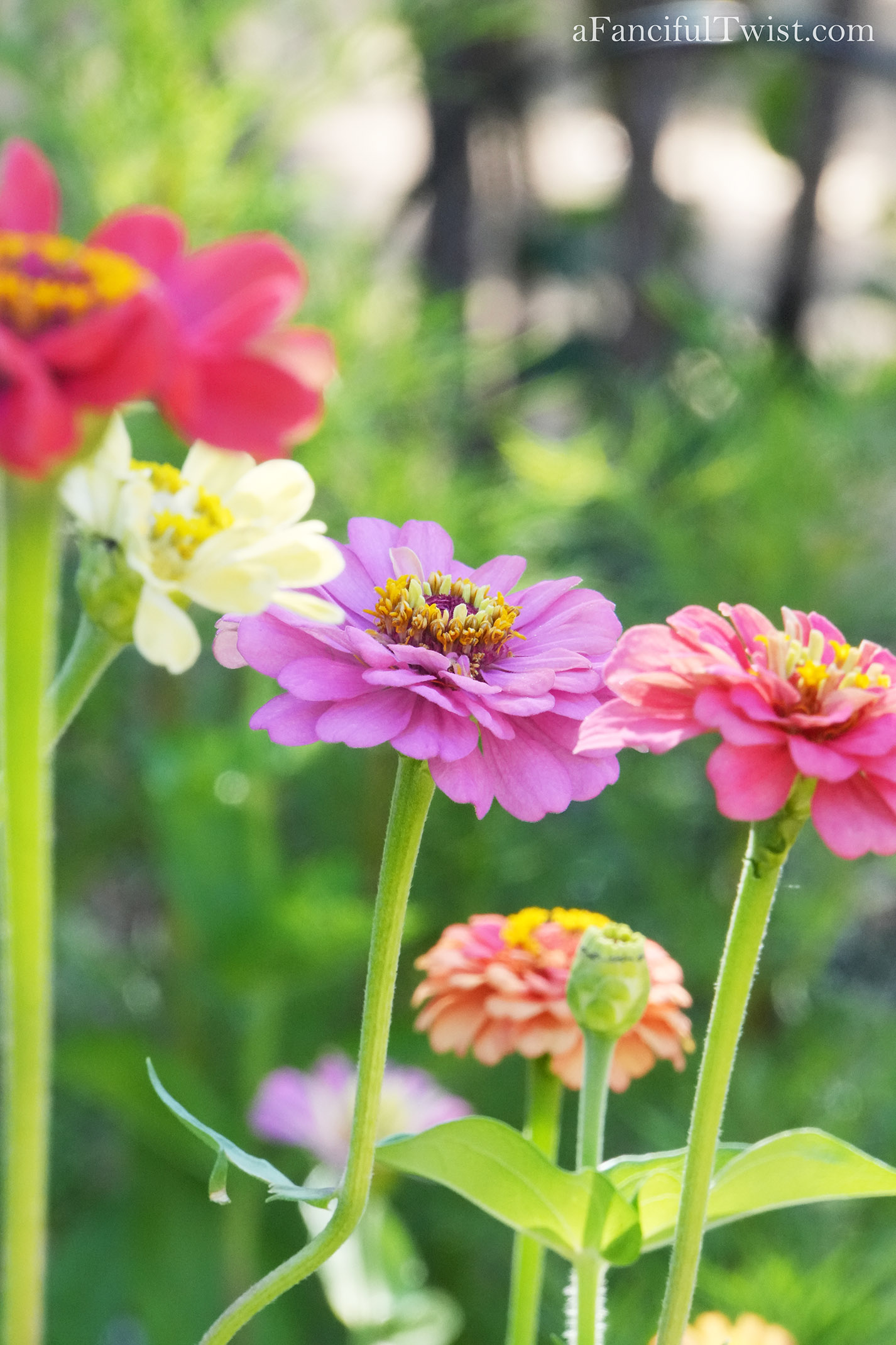 Summer zinnia apple basket love 1 b Summer zinnia apple basket love 1 b