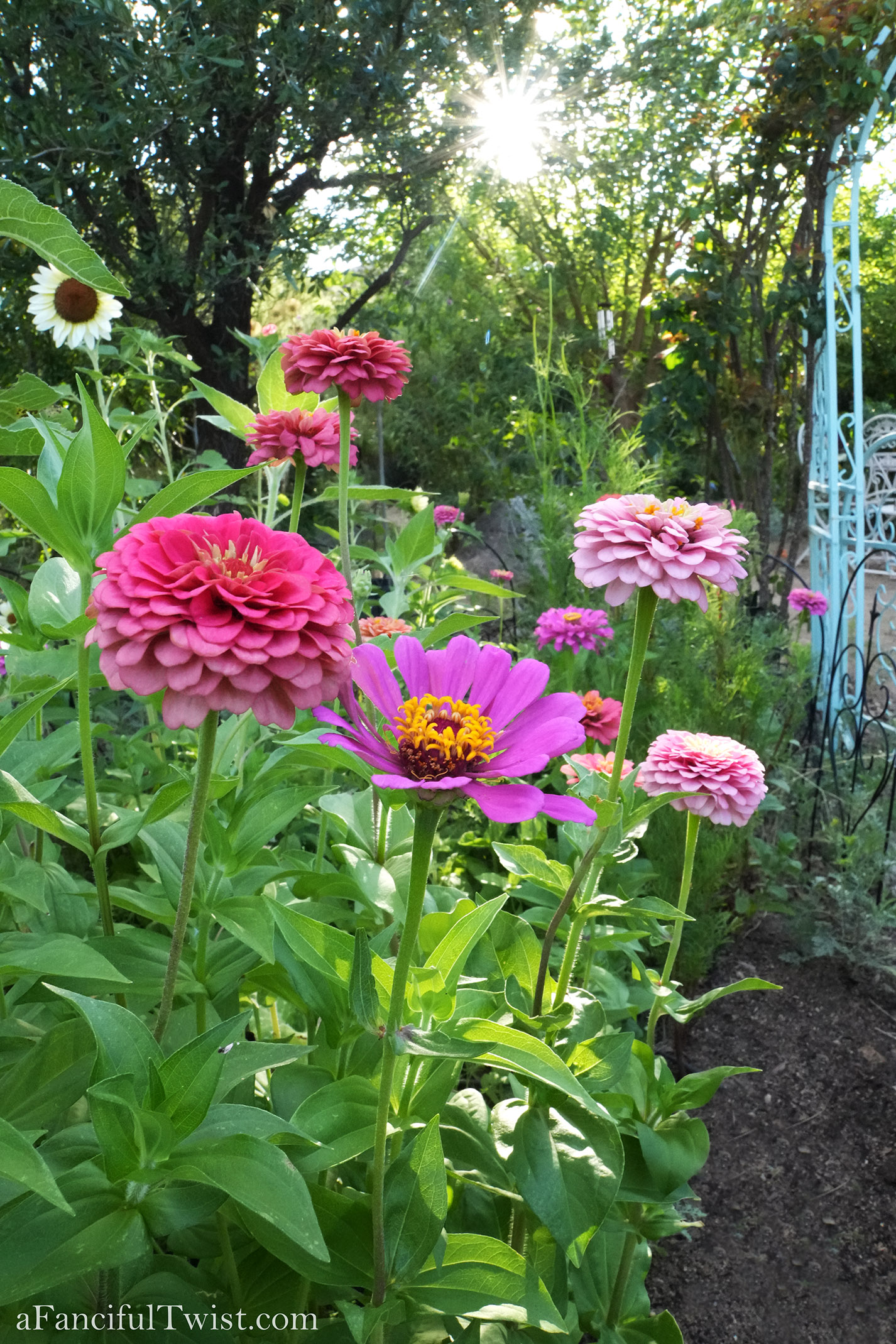 Summer zinnia apple basket love 14 Summer zinnia apple basket love 14