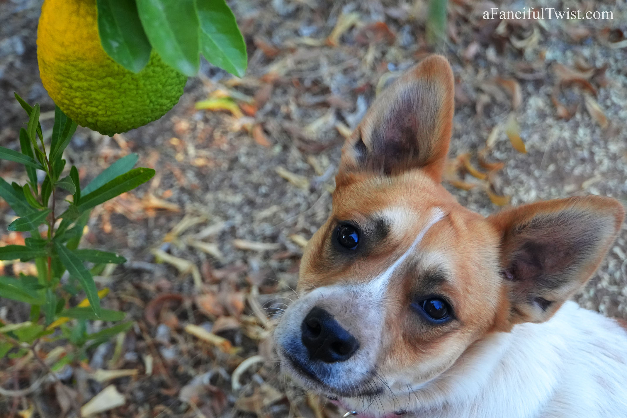 Colorful new year magic vardo wagon 6 Colorful new year magic vardo wagon 6